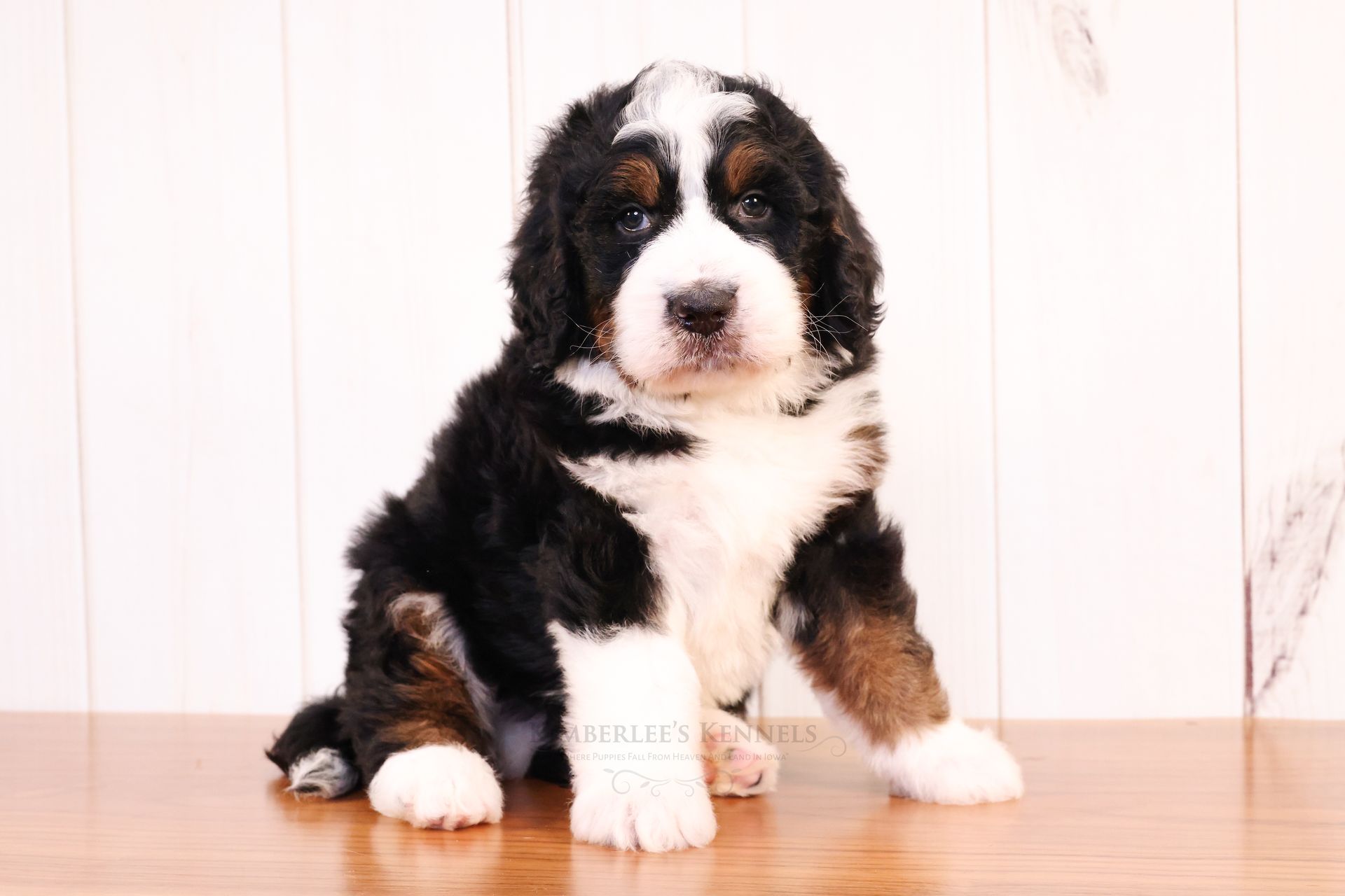5 week old tricolor standard F1 bernedoodle sitting on a wooden surface