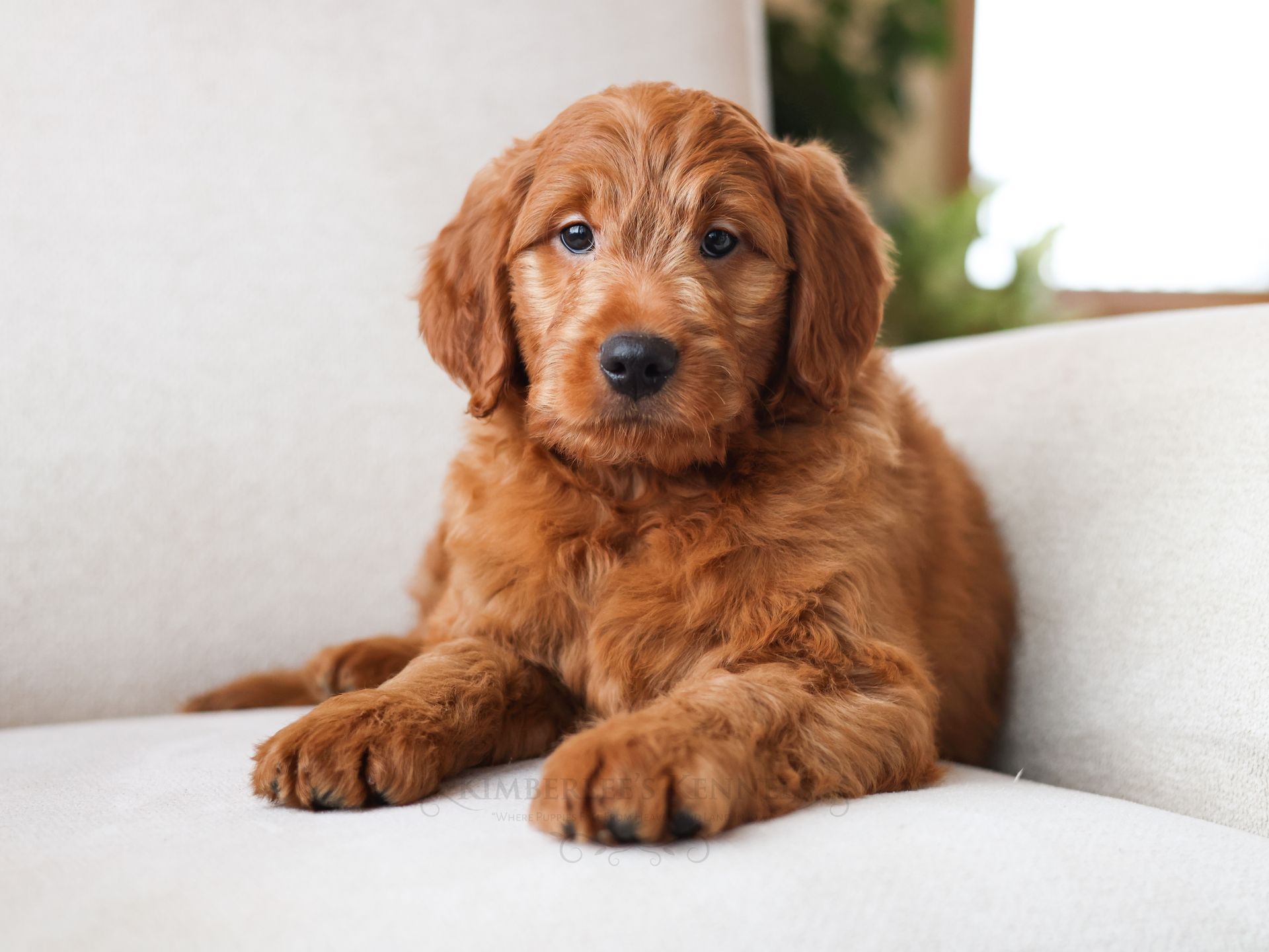 12 week old mini goldendoodle puppy sitting on a white chair