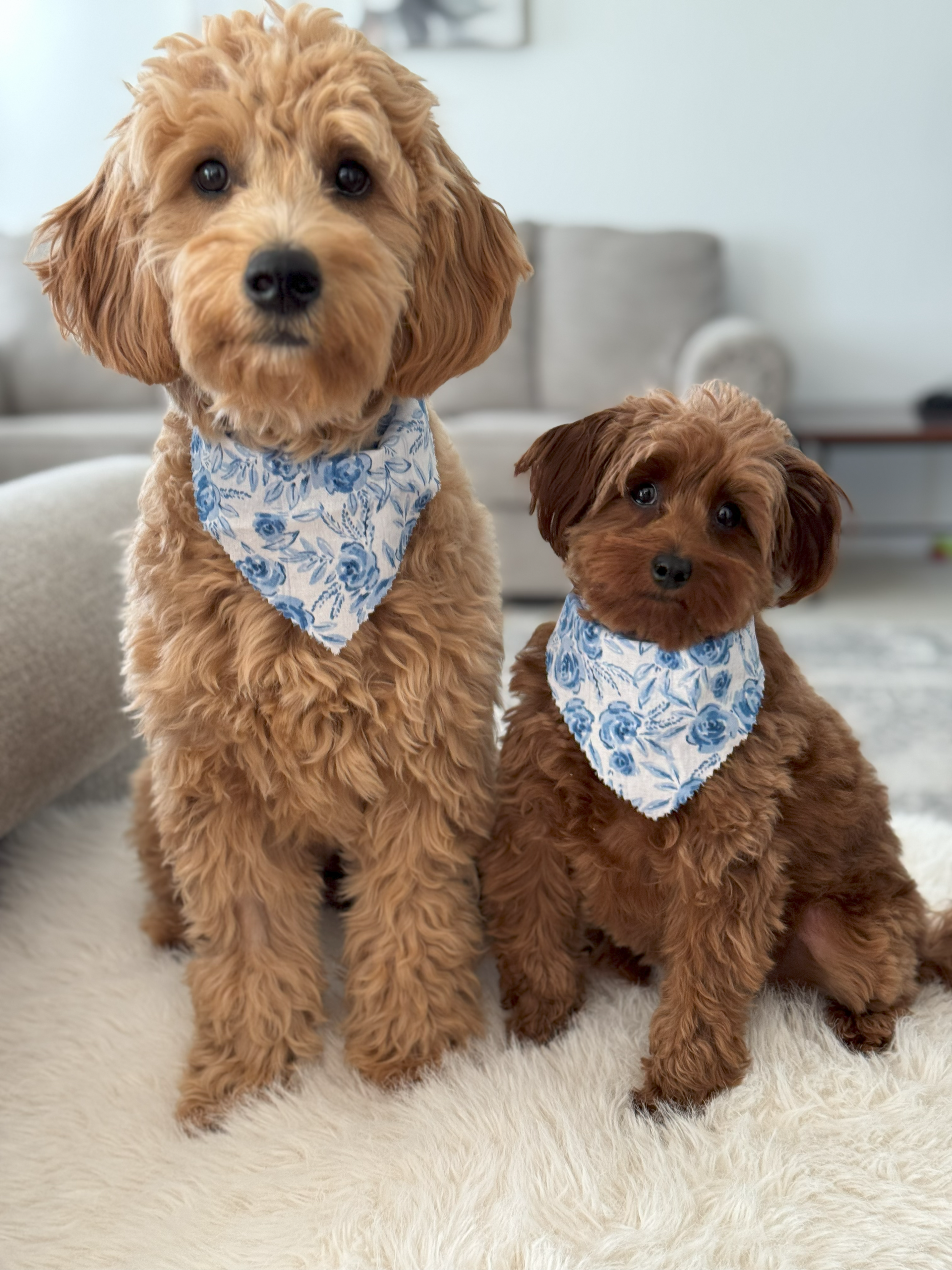 Miniature F1 englishdoodle and micro goldendoodle with bandanas 