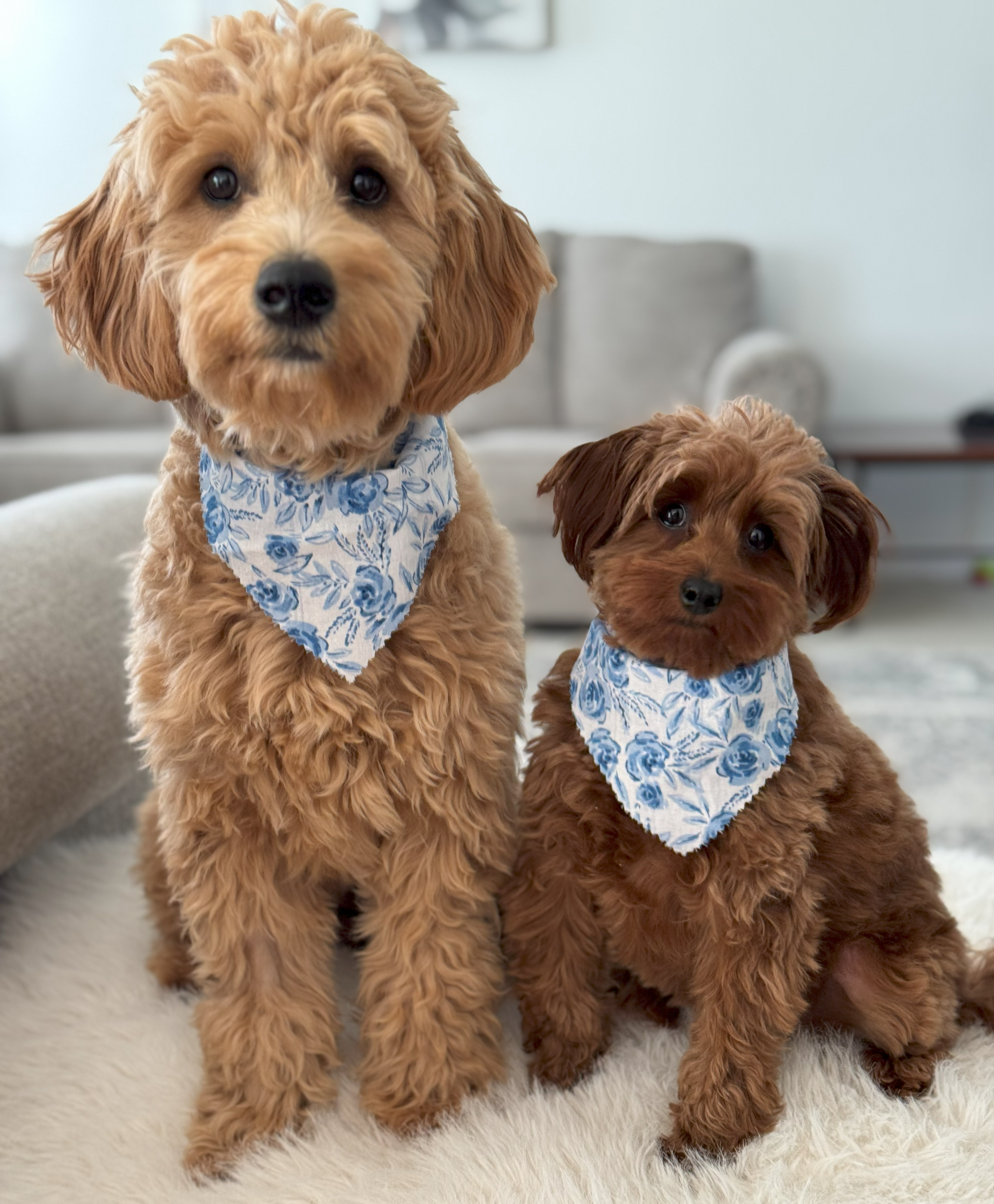 A mini F1 englishdoodle with her sibling sitting in the living room