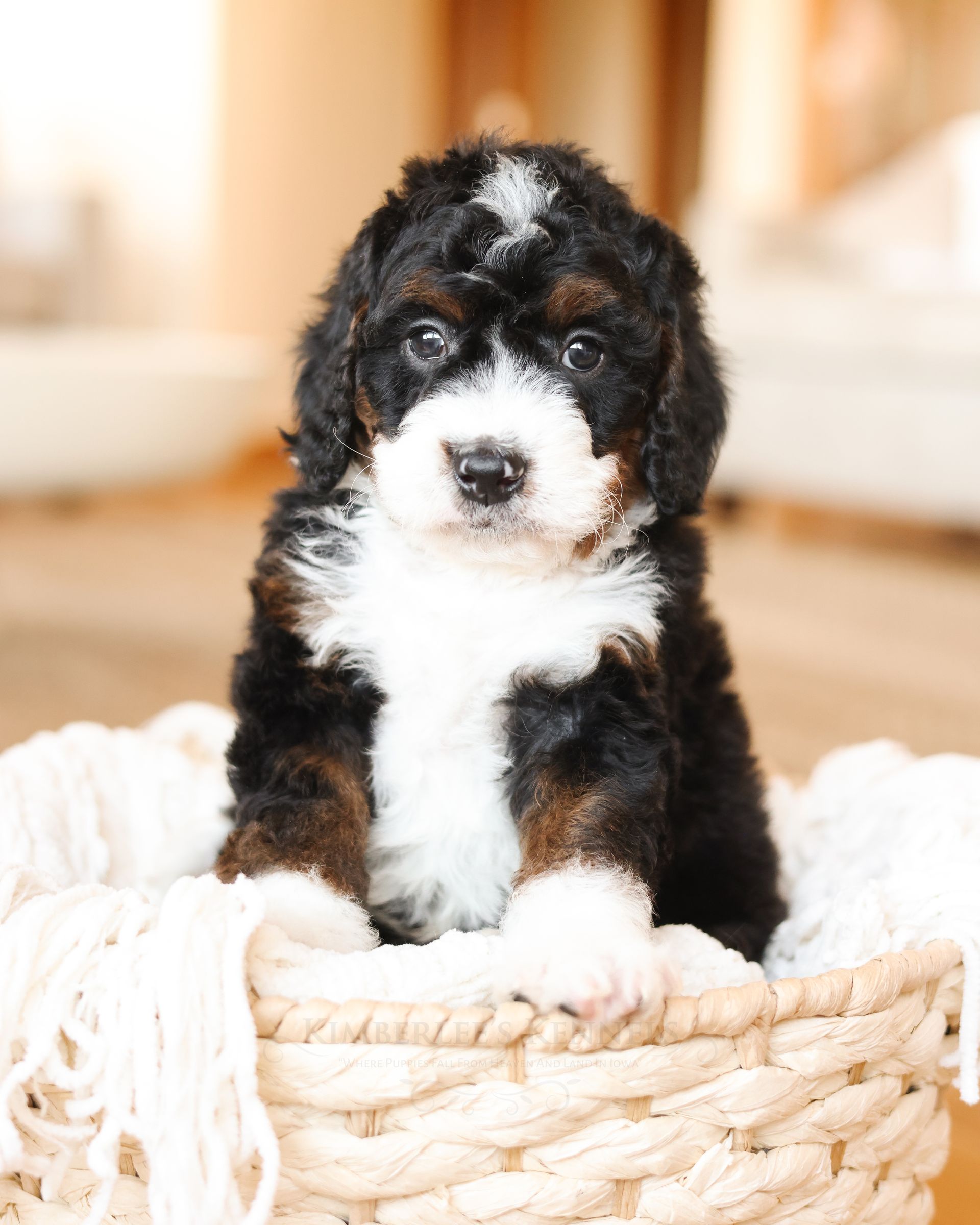 Miniature F1b Tricolor Male Bernedoodle Puppy in Livingroom