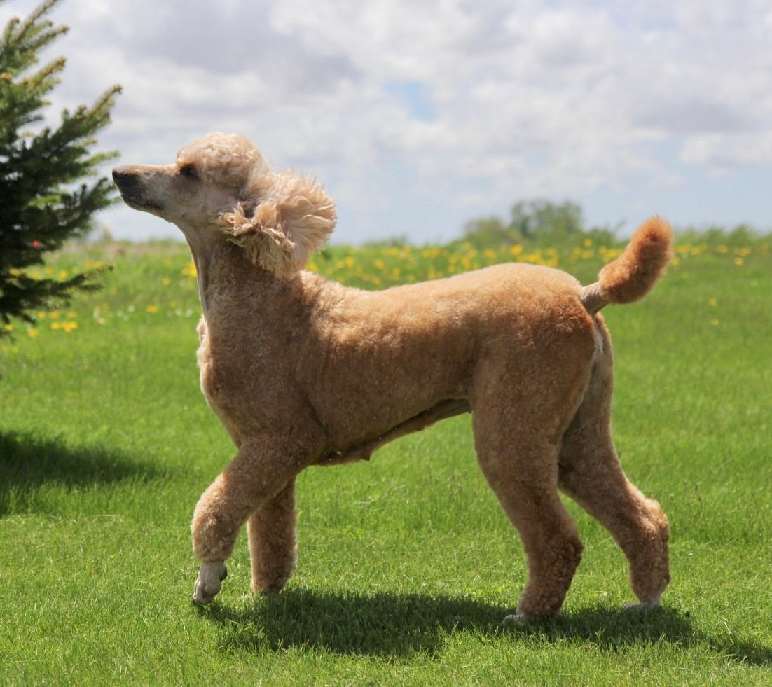 Adult cream colored poodle running outside