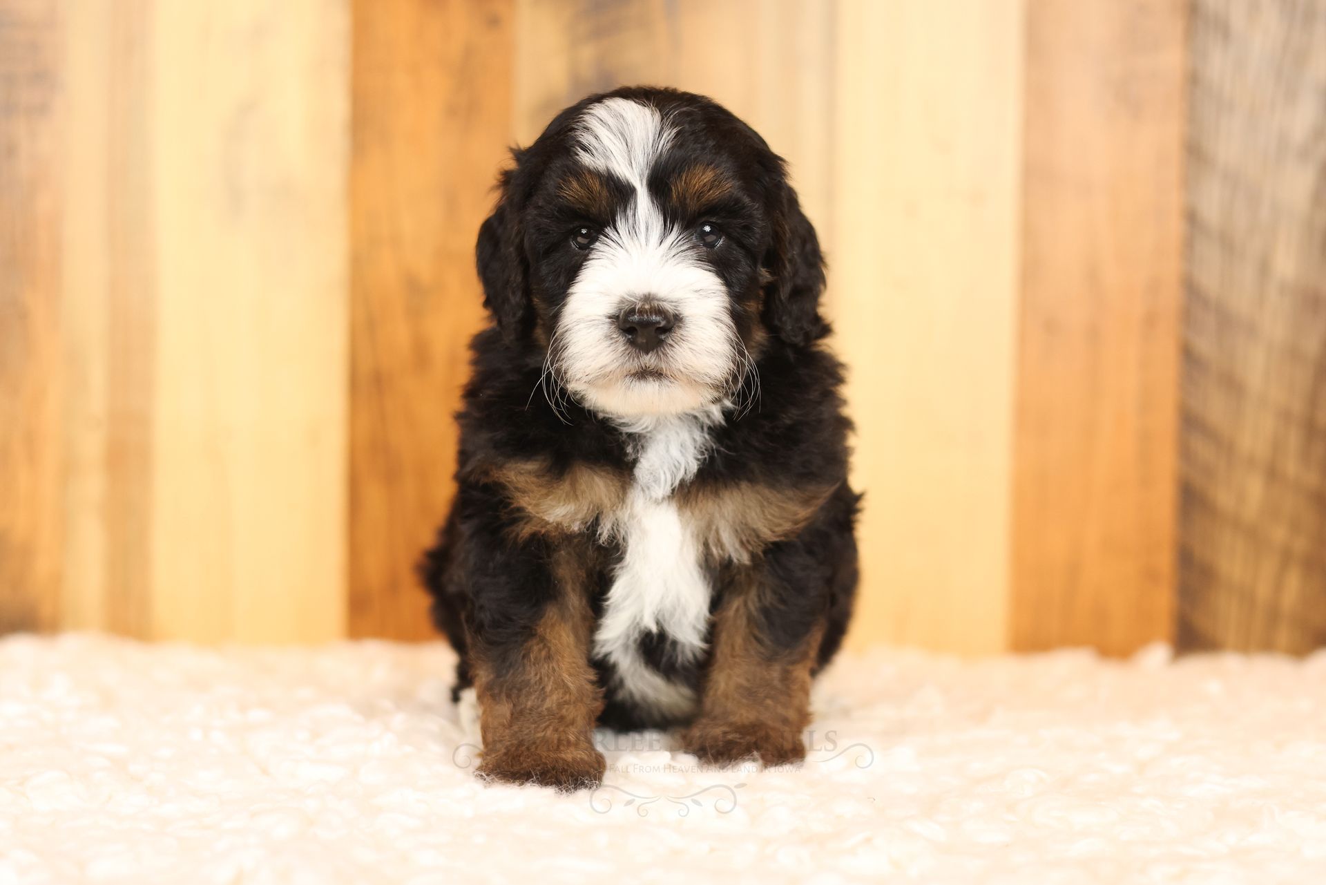 five week old miniature tricolor bernedoodle puppy posing in front of a multicolored wooden background