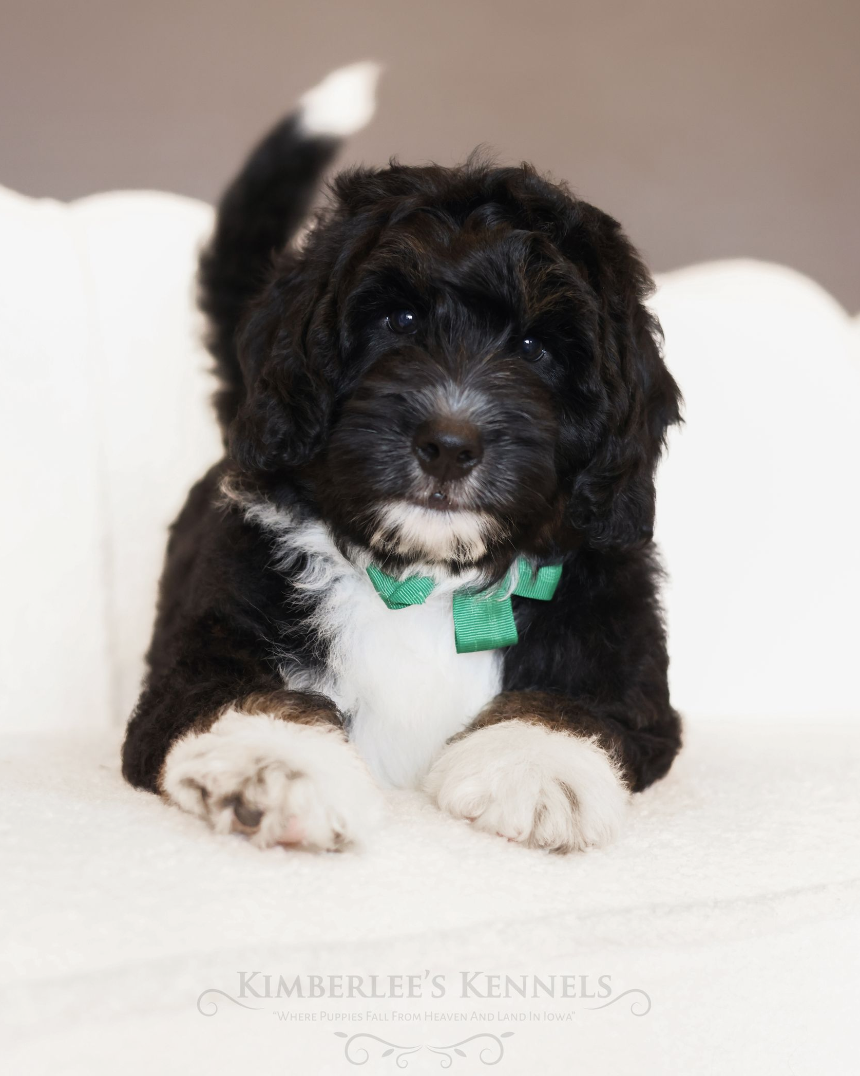 Miniature Bernedoodle puppy, bernedoodle breeder
