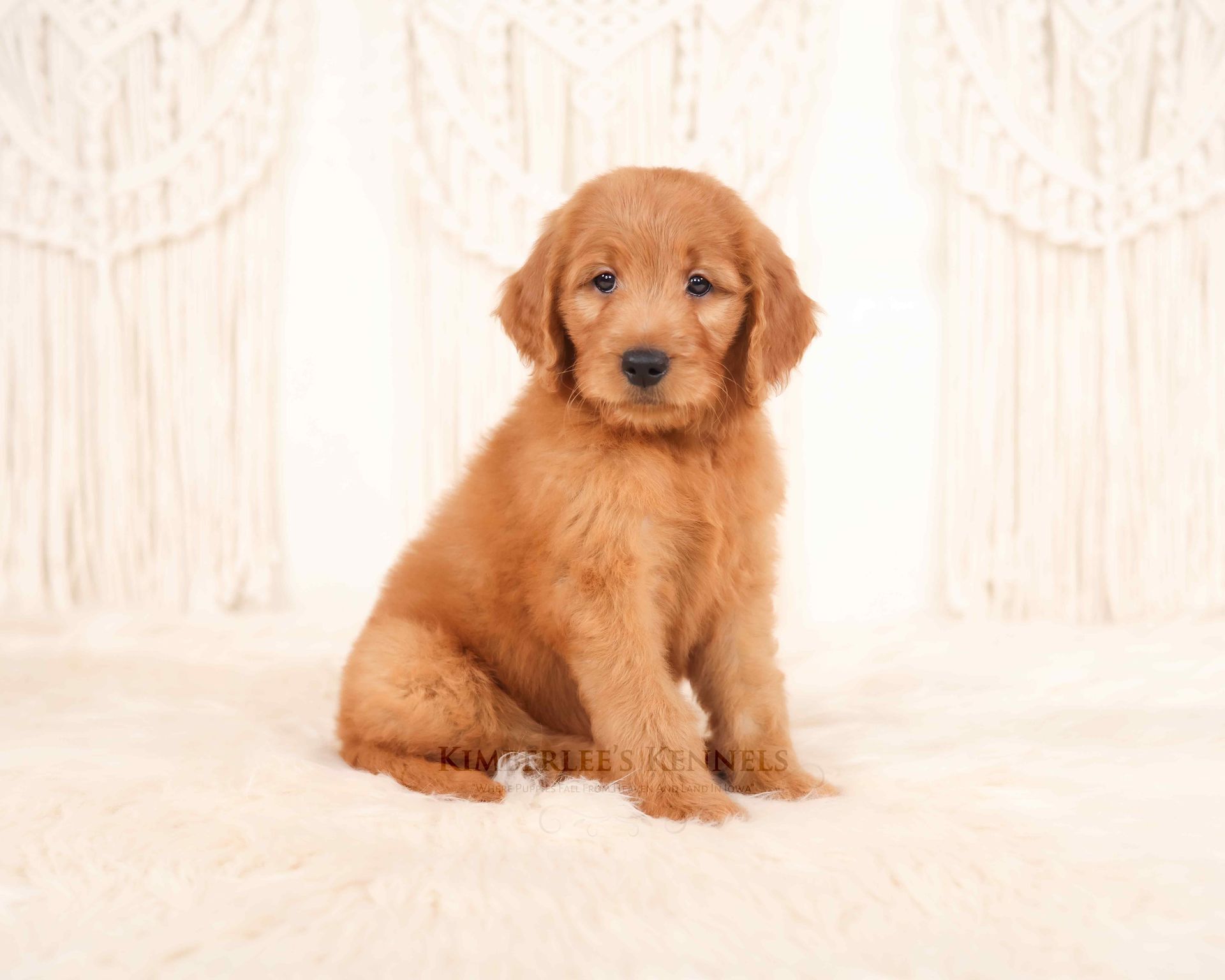 5 week old goldendoodle puppy sitting on a white blanket