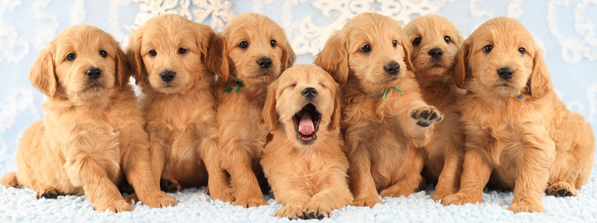 Seven Englishdoodle Puppies Playing in the snow