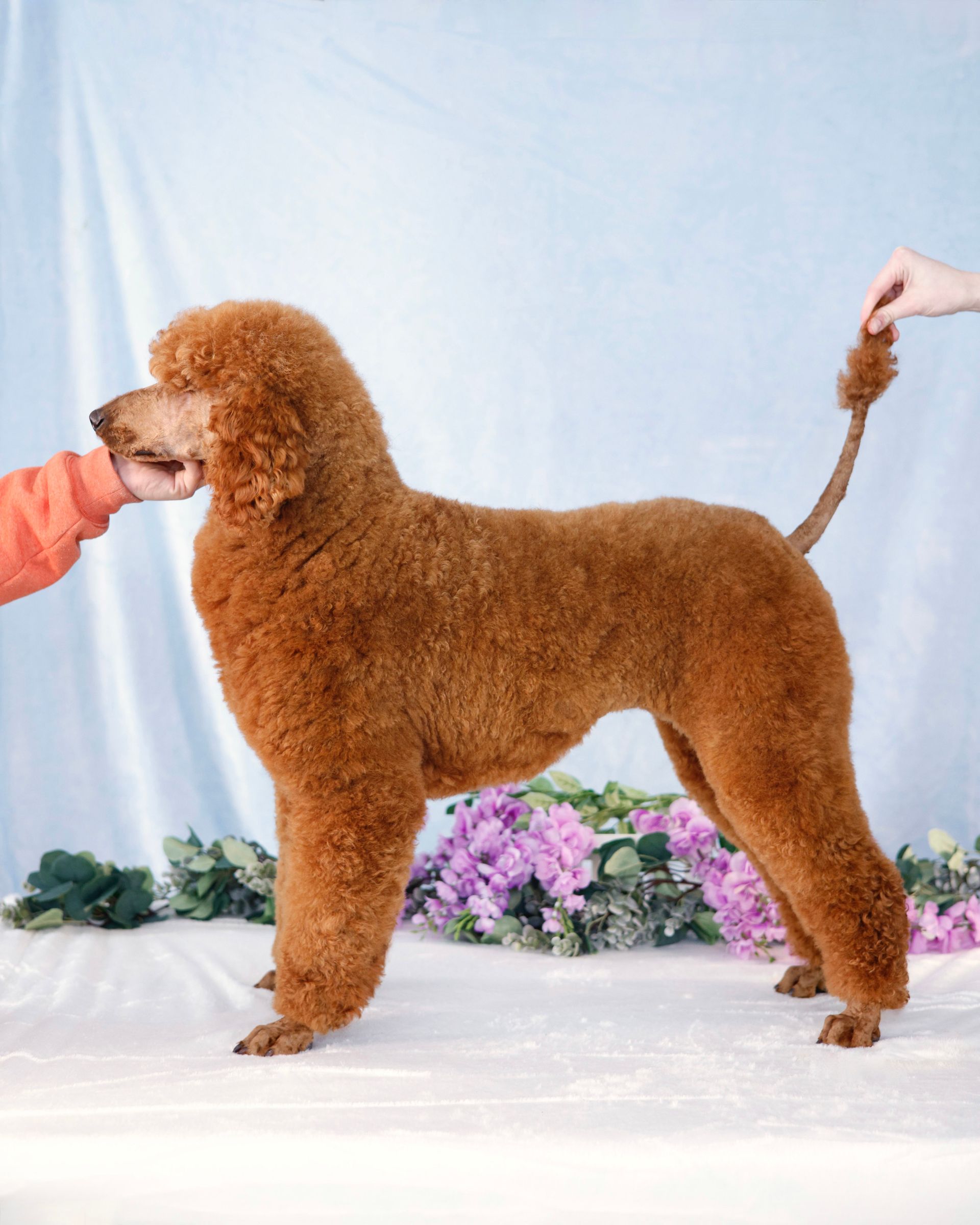 Stack photo of a standard red poodle