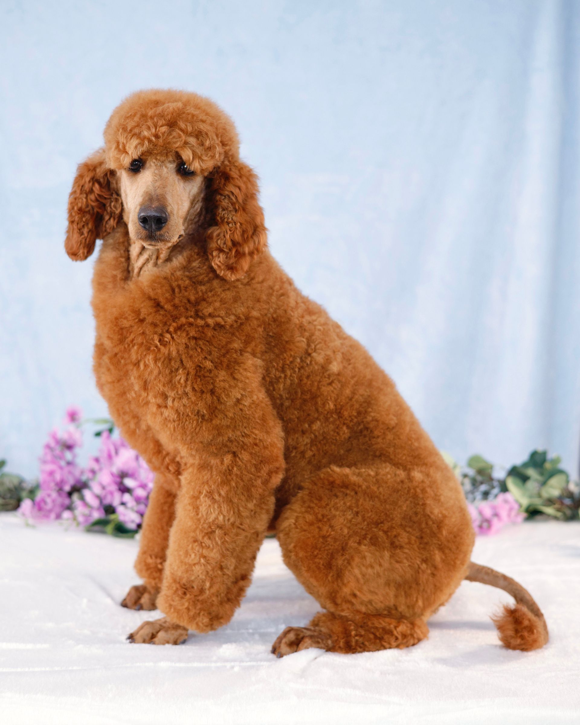 Standard red poodle sitting in front of a blue background