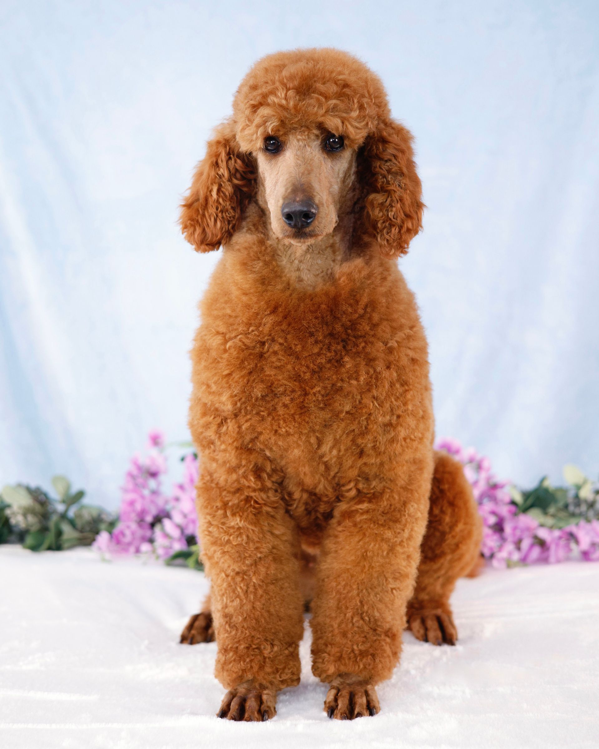 Standard female red poodle in front of a blue background