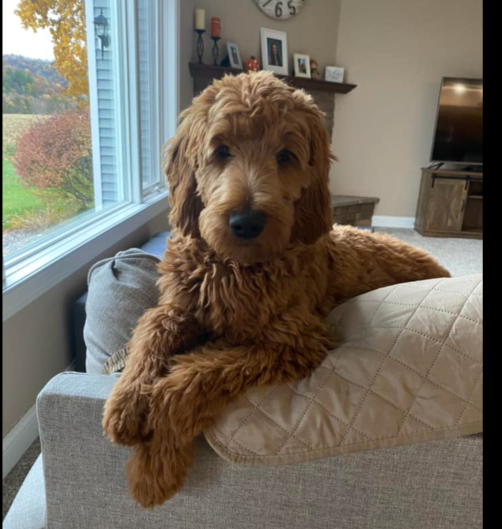 Standard F1 goldendoodle laying on the couch