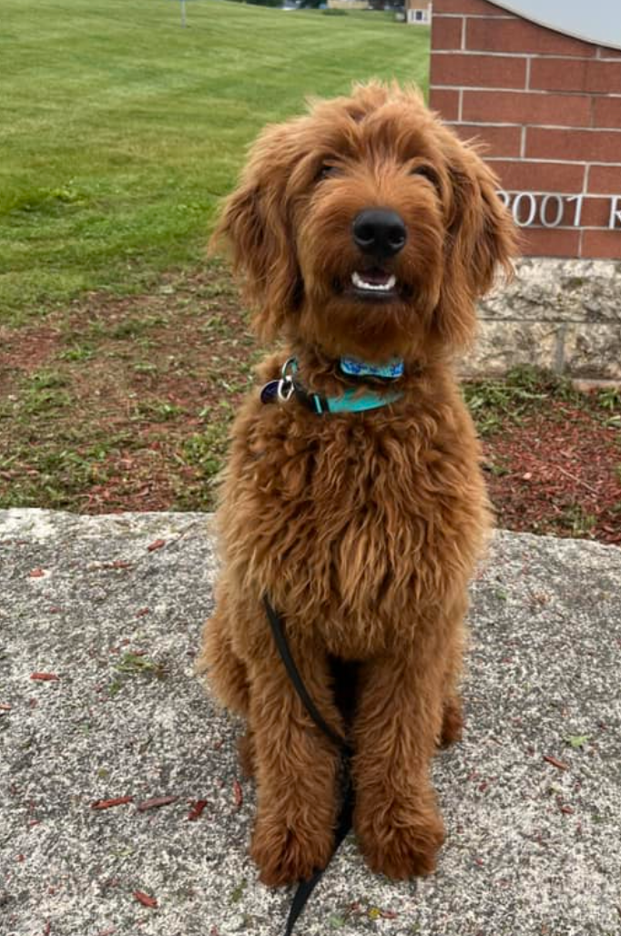 Standard F1 Goldendoodle sitting in the grass