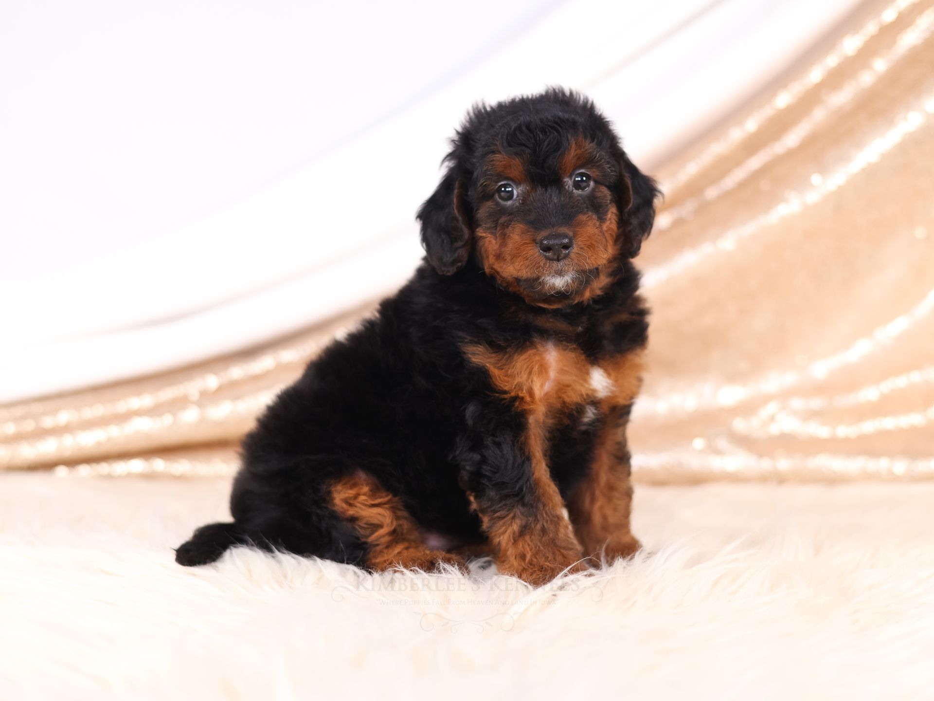Miniature Bernedoodles puppy, health tested puppy
