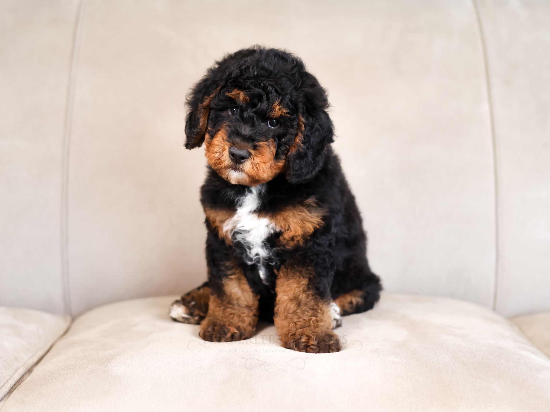 Health-tested puppies