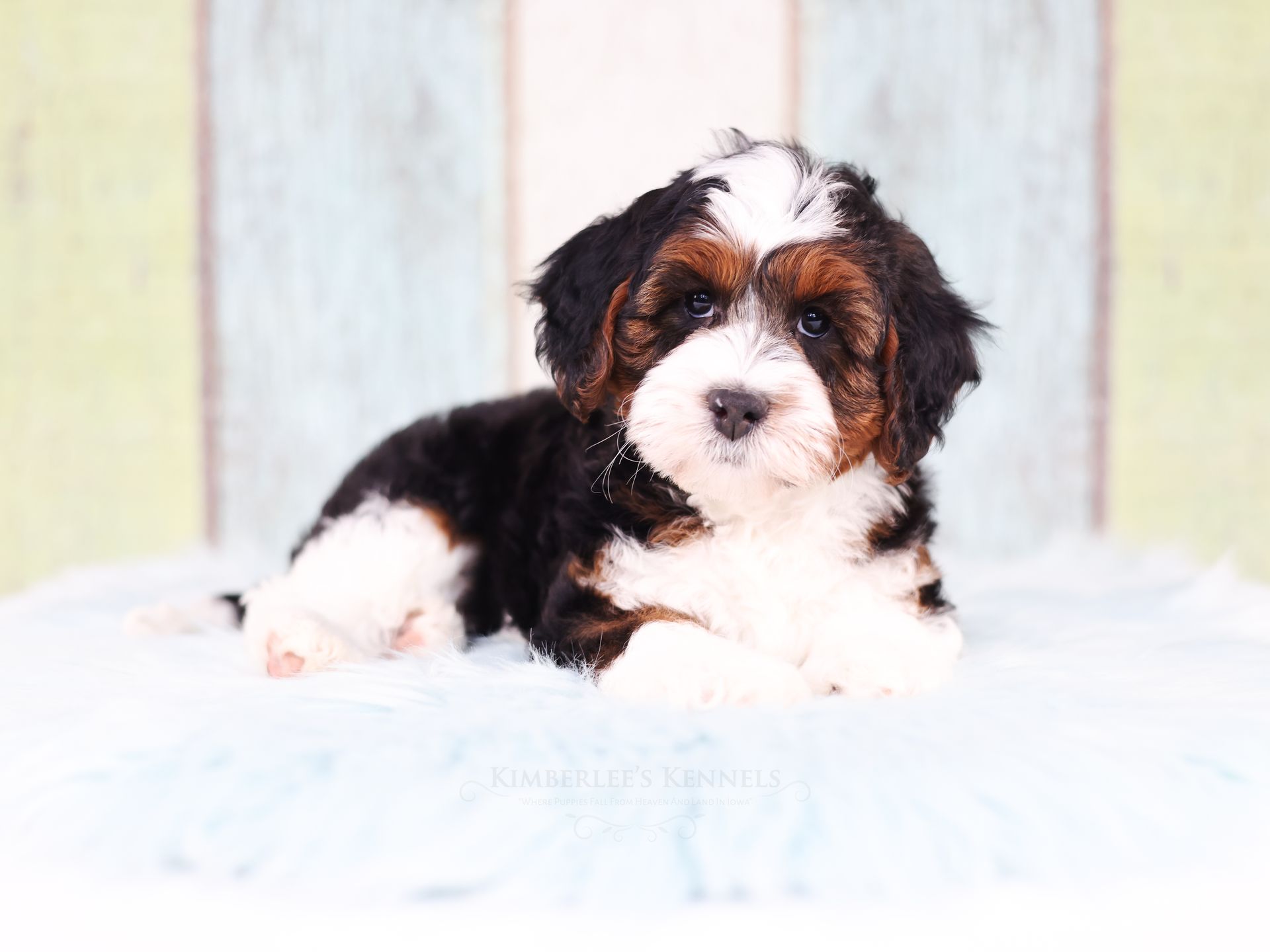 tricolor mini bernedoodle puppy