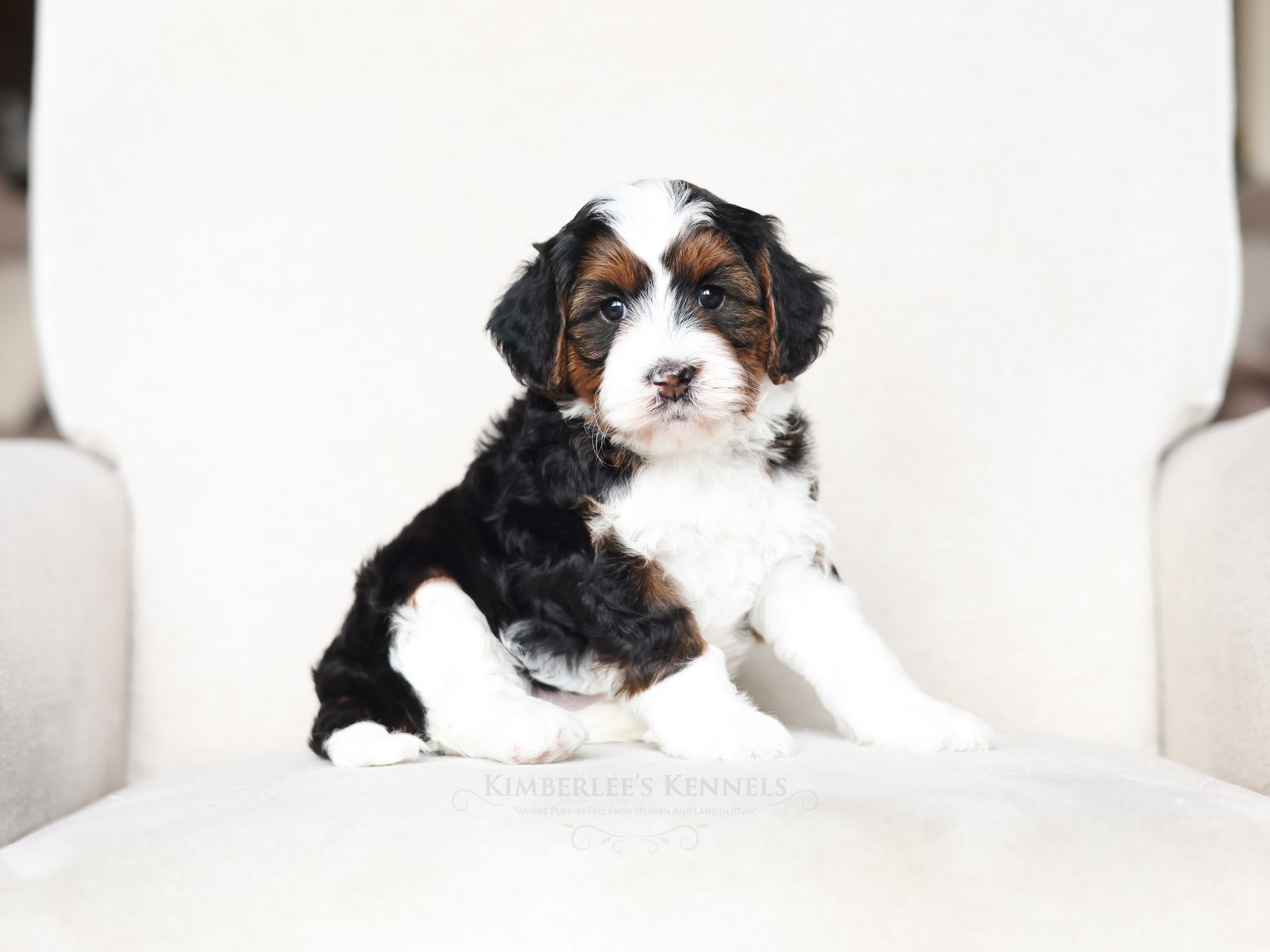 Health-tested puppies