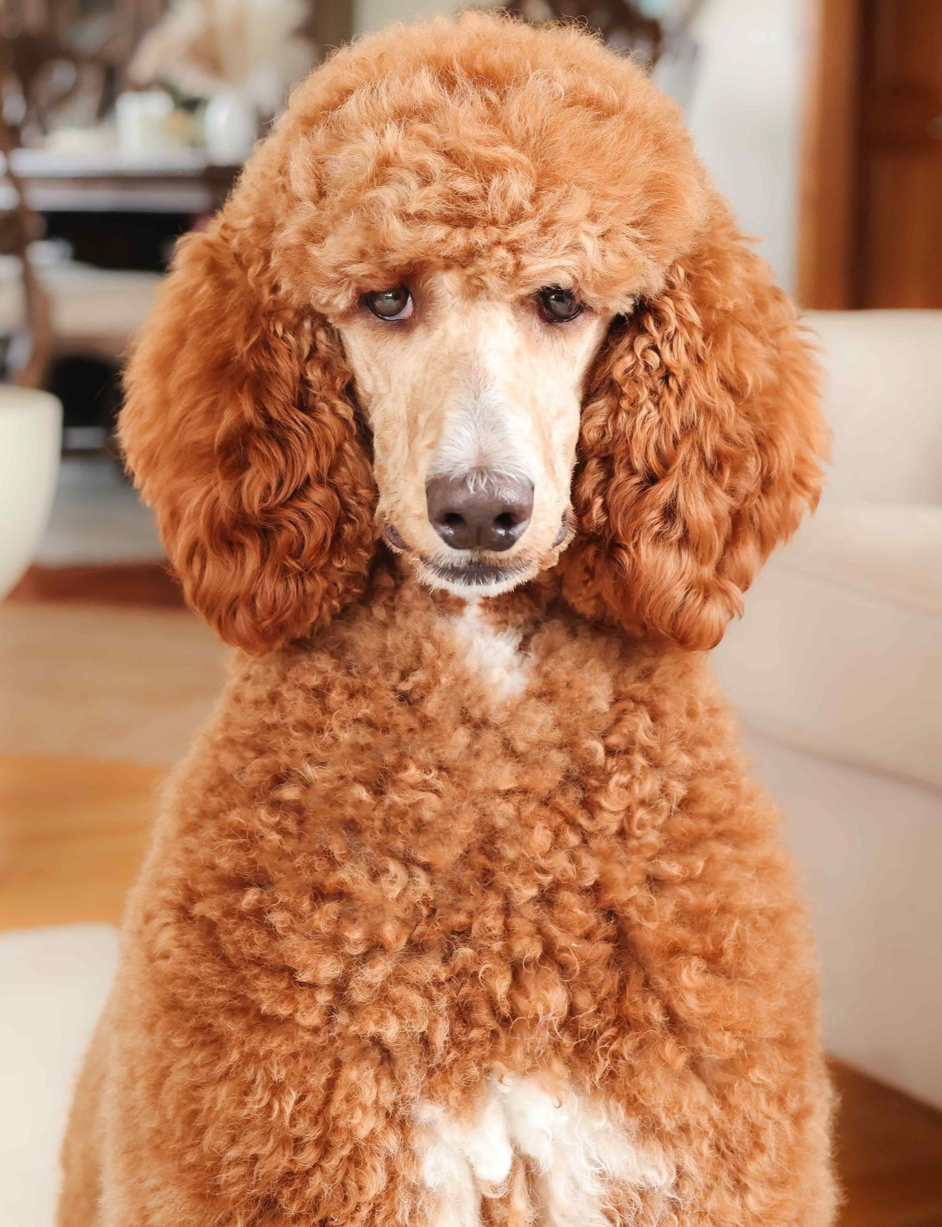 Standard red poodle face