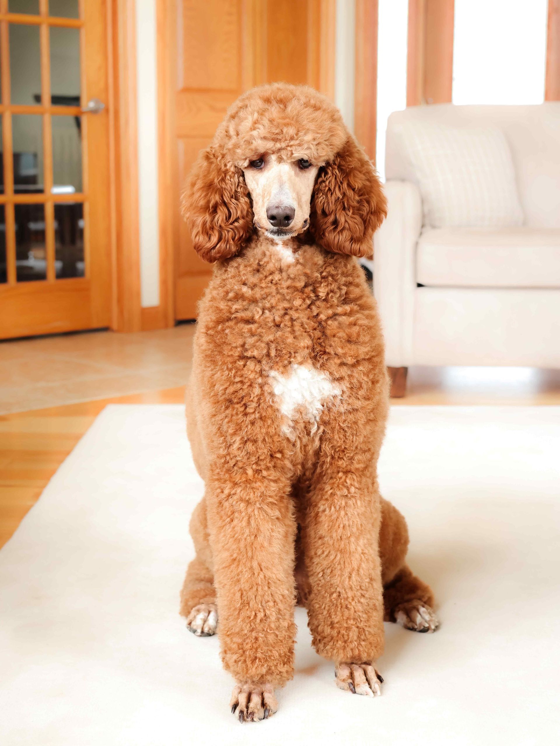 2 year old red standard poodle sitting in the living room