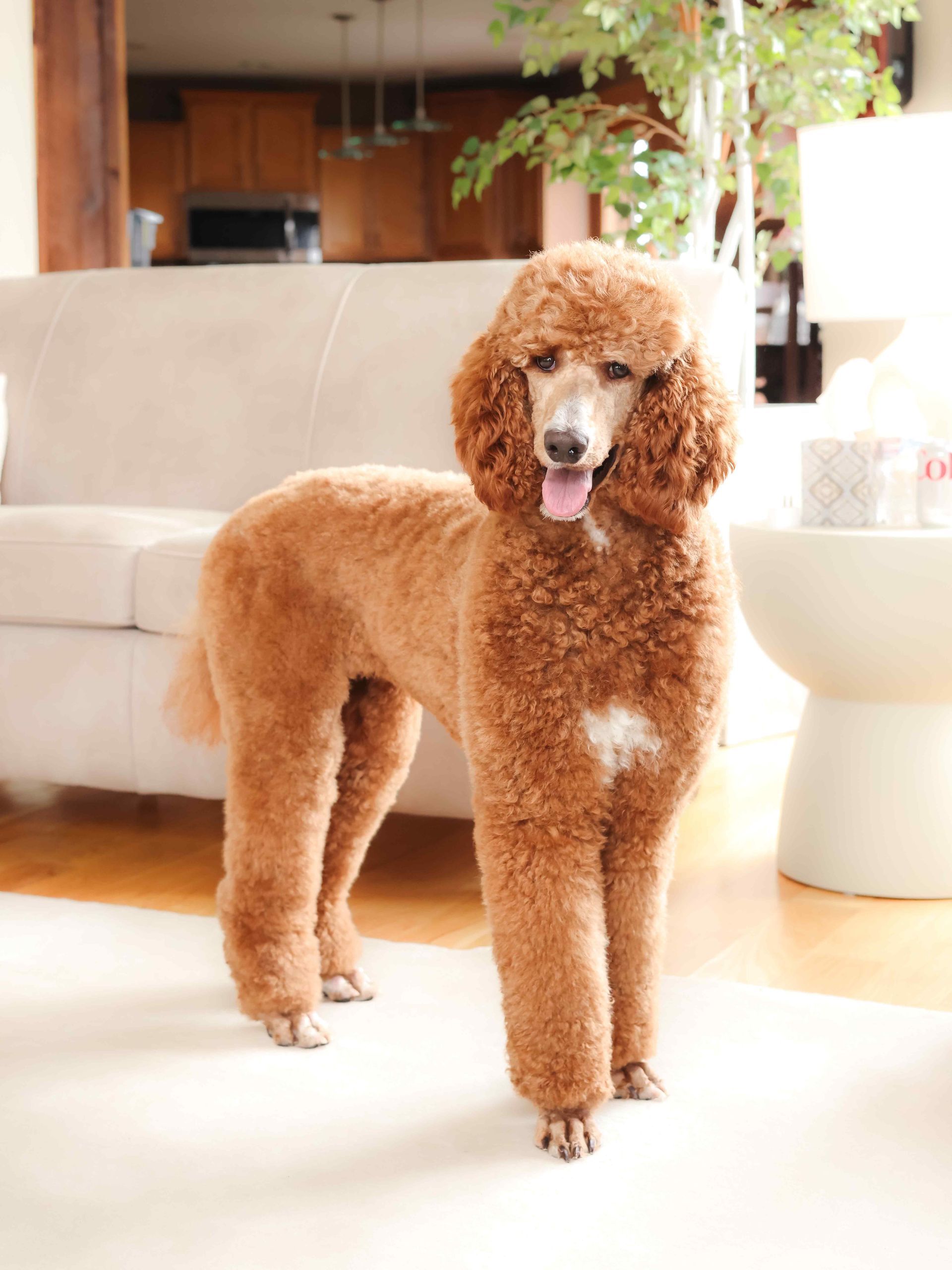 Red poodle female standing in front of couch