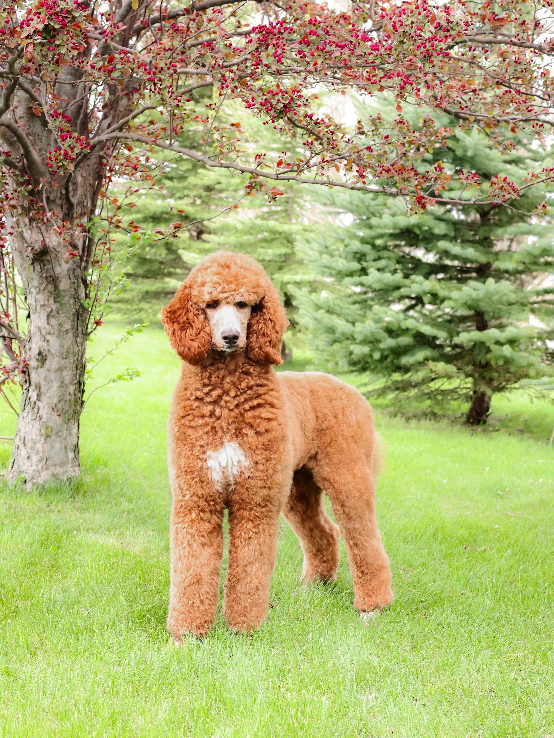 Adult standard red poodle sitting in the trees