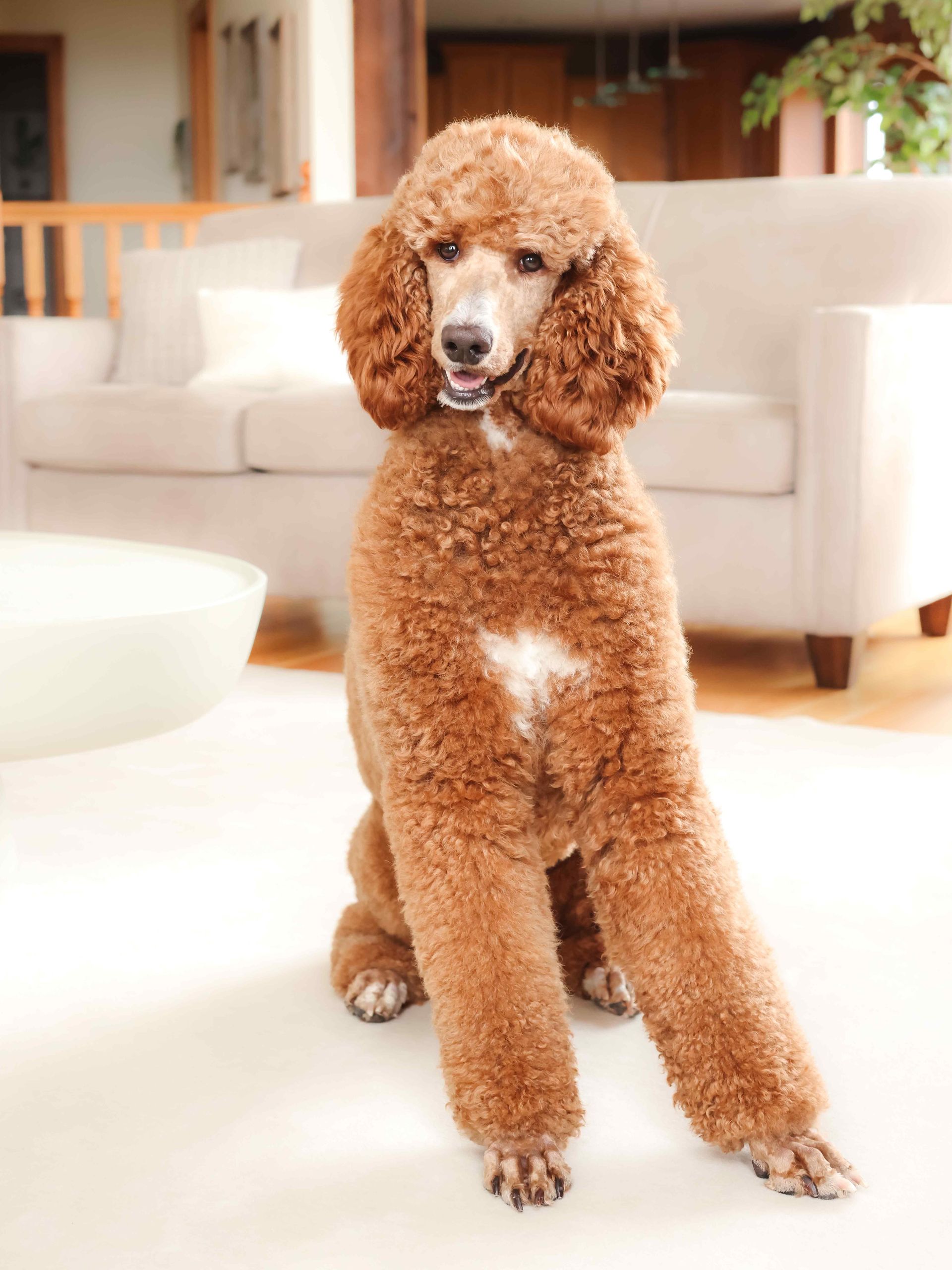 Standard Red Poodle in a living room