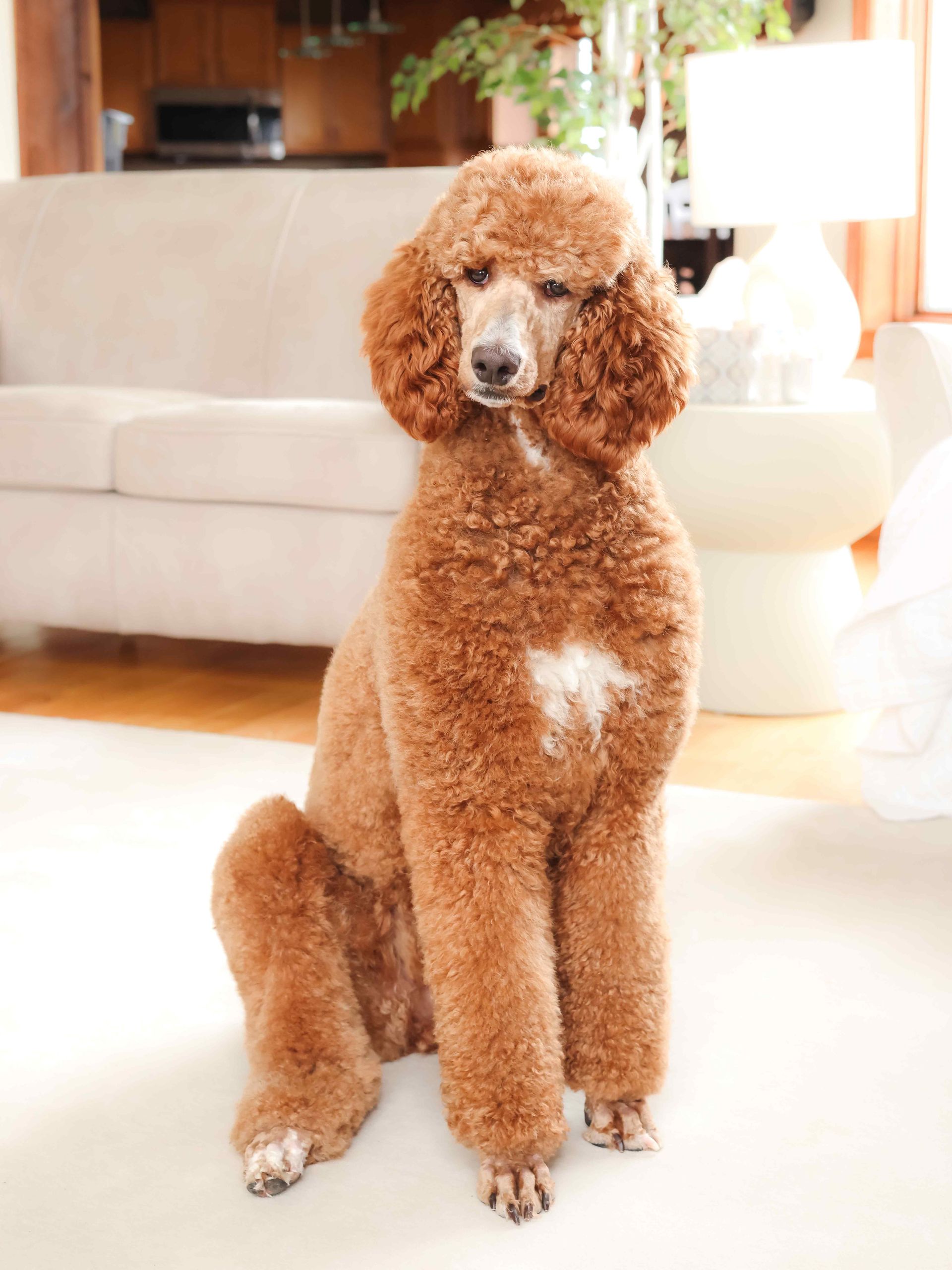 Standard red poodle with tradtional poodle cut in living room