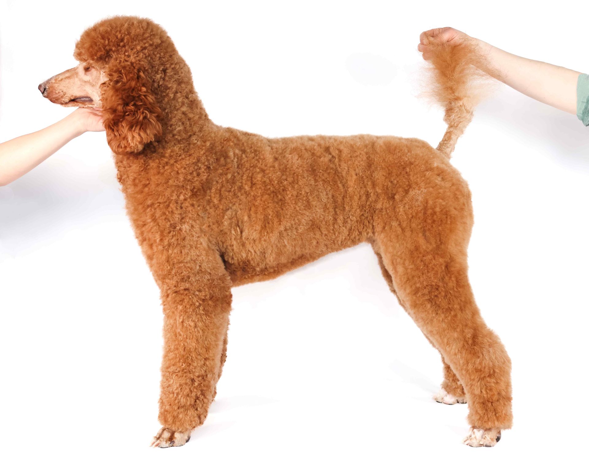 Stack photo of standard red poodle female on white background