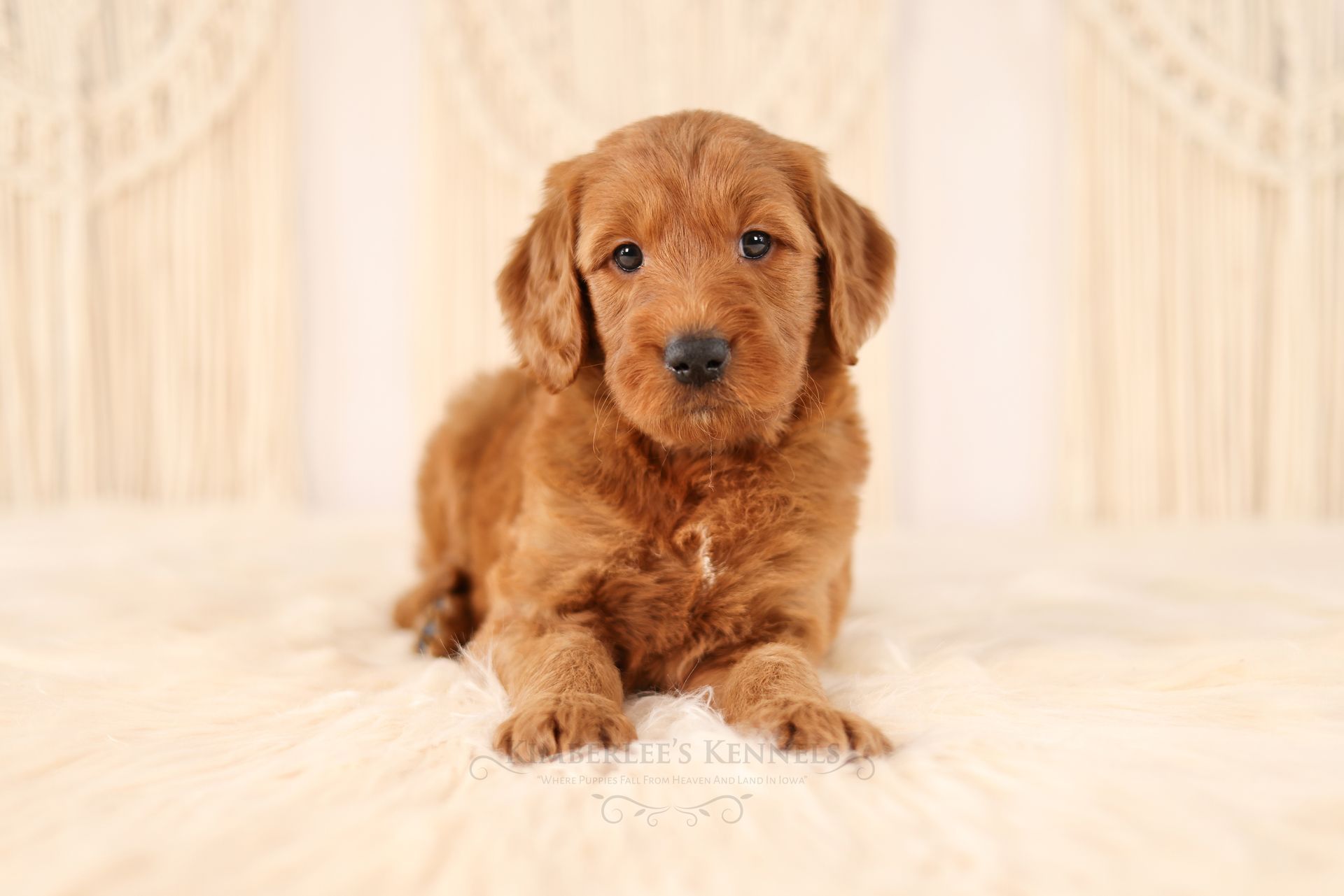 Five week old standard goldendoodle with crochet background
