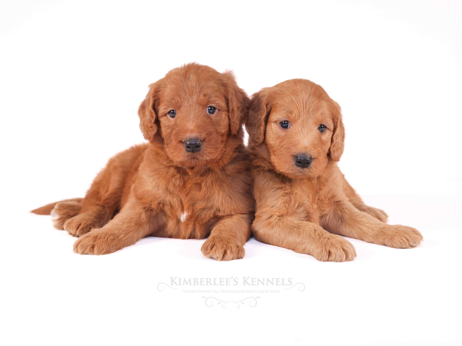 two standard red goldendoodle puppies cuddling with a white background