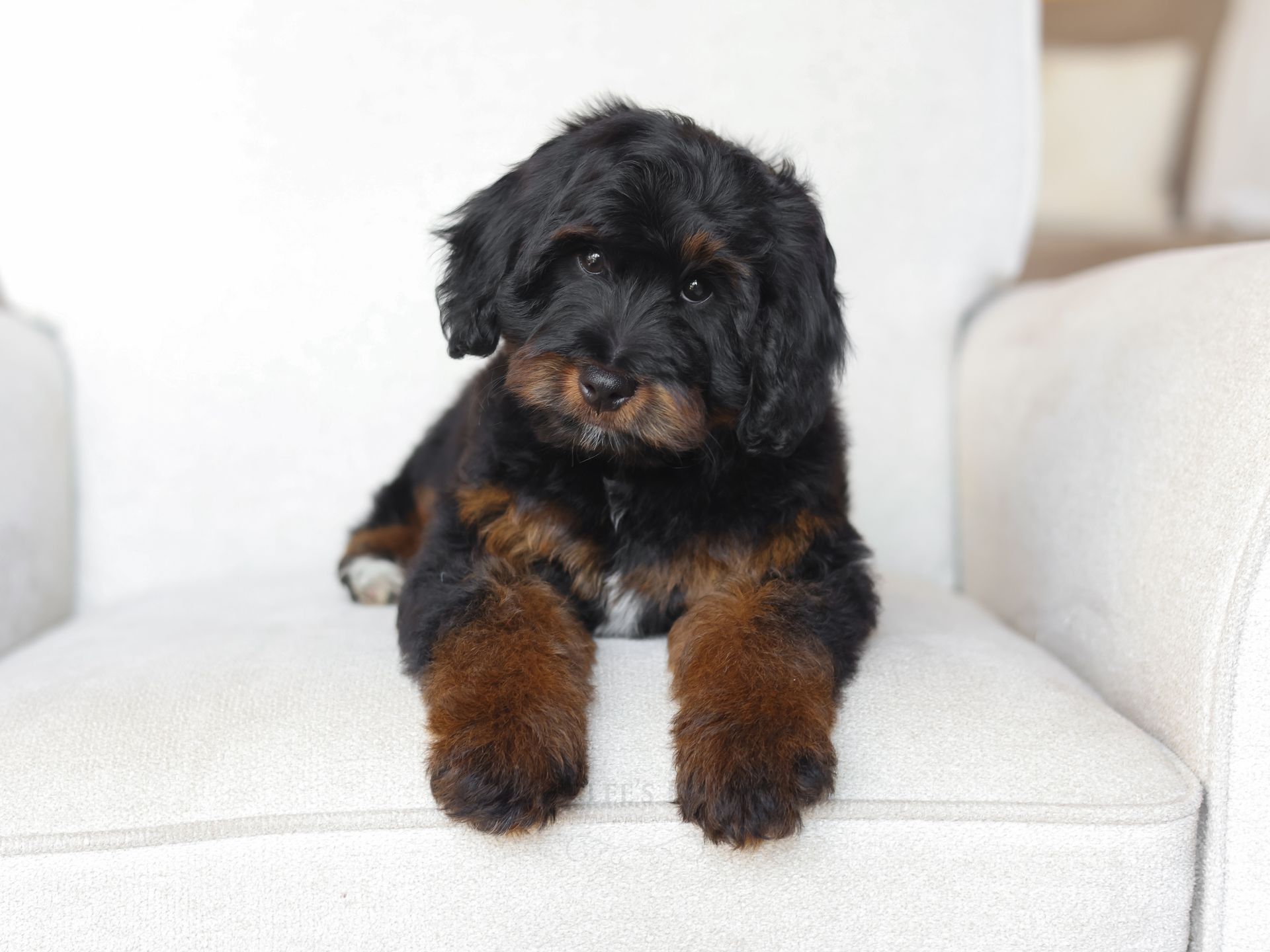 Therapy dog puppies