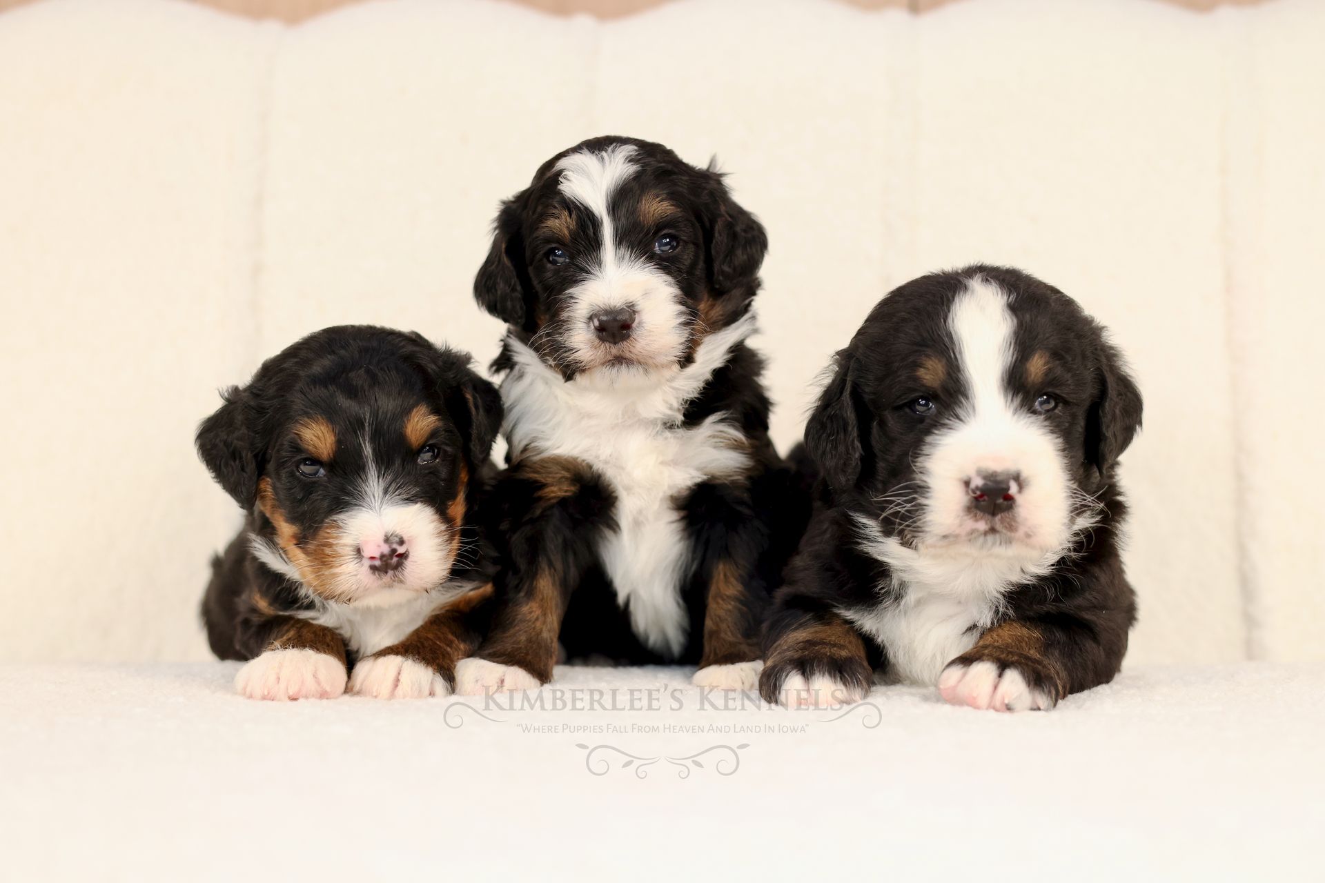 group photo of three tri-colored standard bernedoodle puppies laying down
