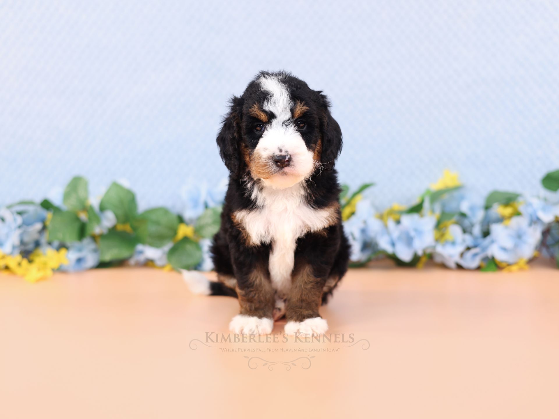 Therapy dog puppies, standard size tri-colored bernedoodle puppy