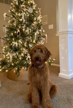 Standard F1 Goldendoodle Adult Dog sitting on the couch next to a christmas tree