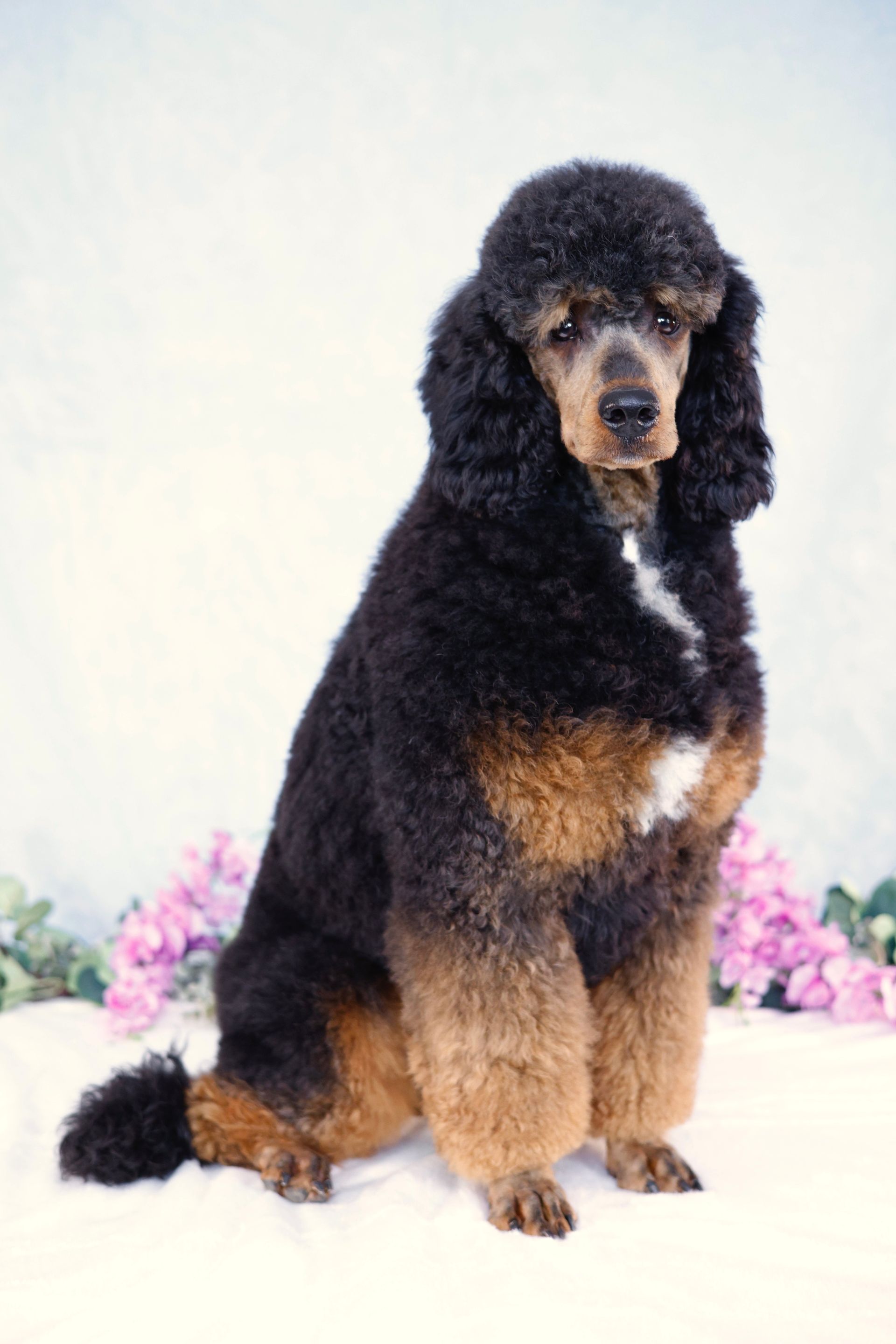 Miniature Black and Brown Poodle with Traditional Poodle Cut