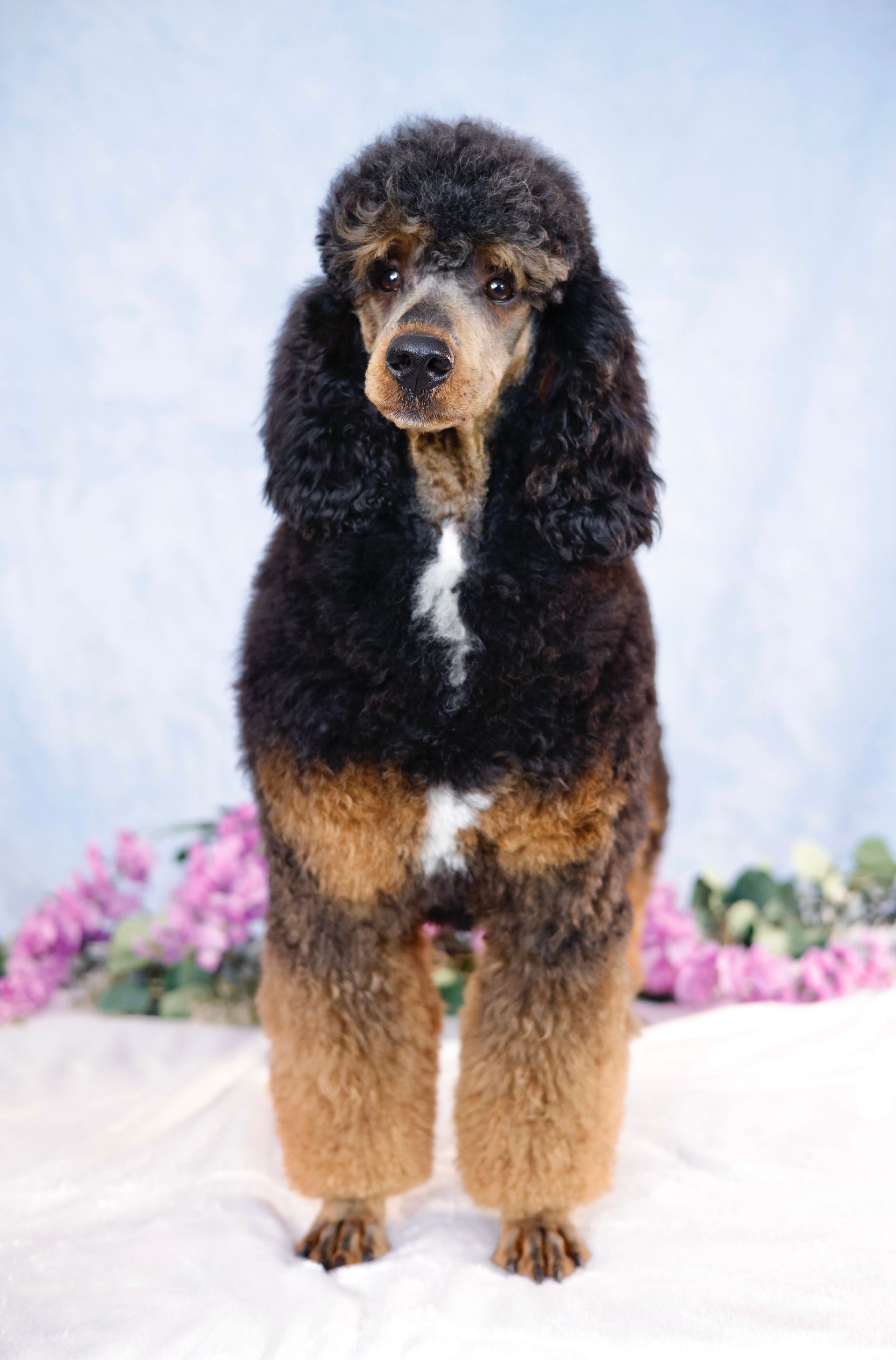 Toy phantom poodle with blue background