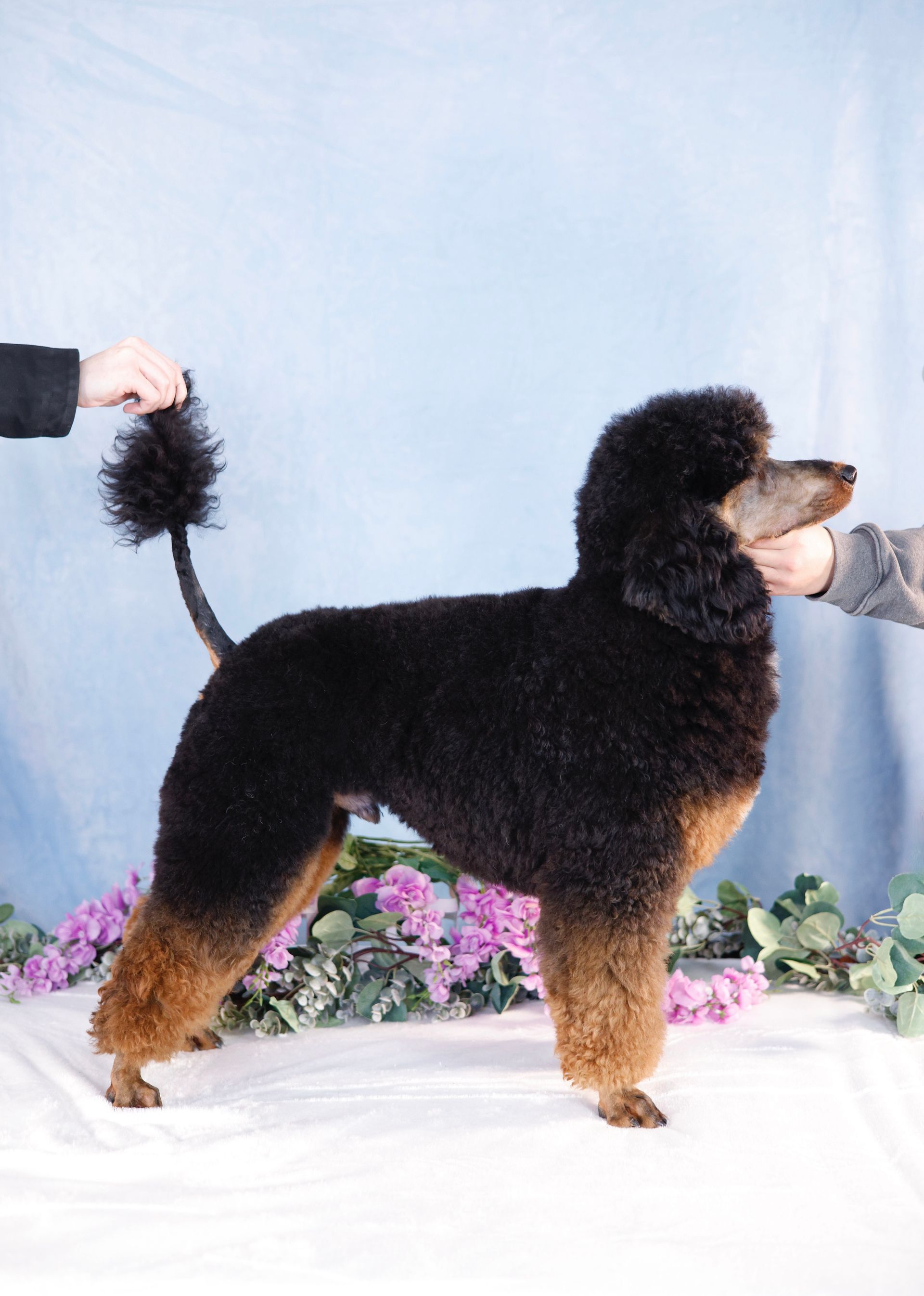 Miniature Phantom Poodle Posing for Photo

