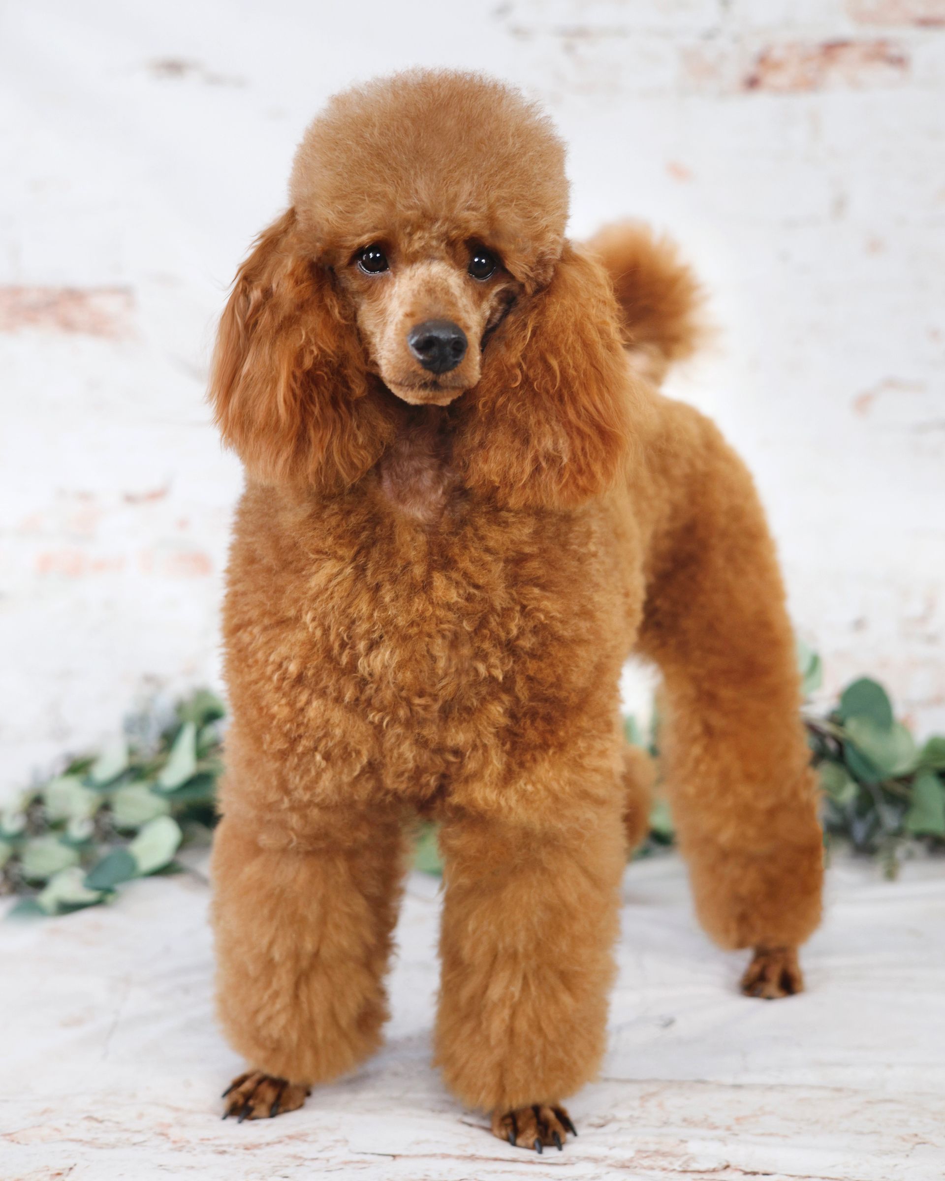 miniature red poodle standing in front of a brick wall