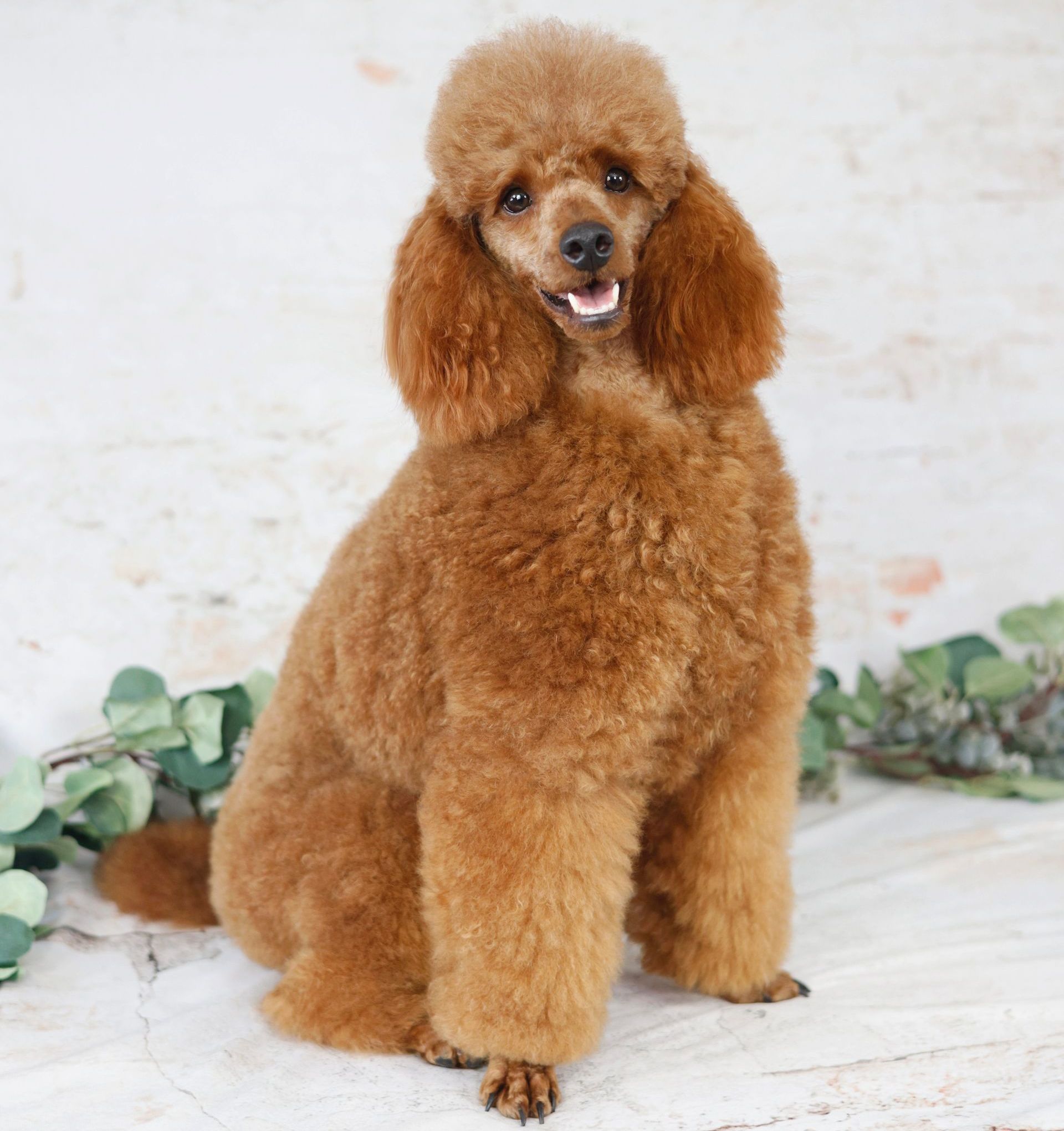 best Goldendoodle breeder