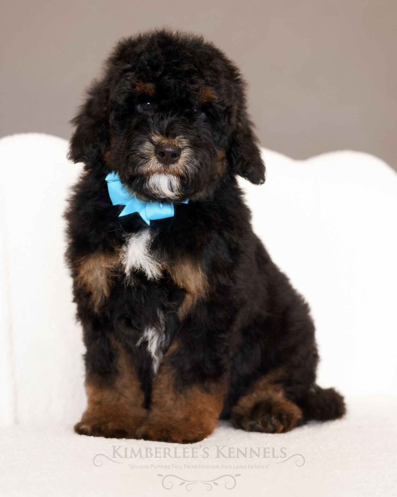 Miniature Bernedoodle puppy, bernedoodle breeder
