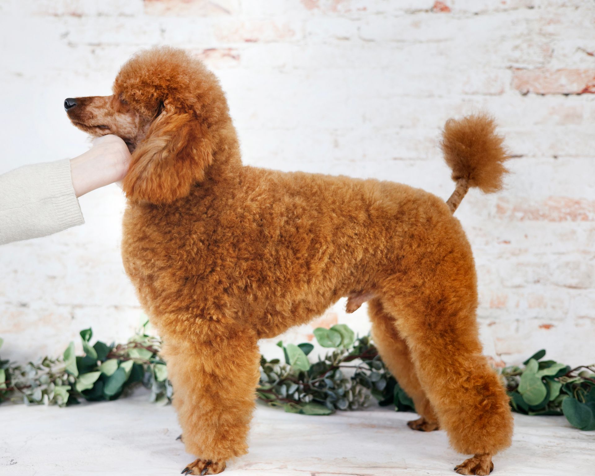 Adult miniature red poodle stack photo