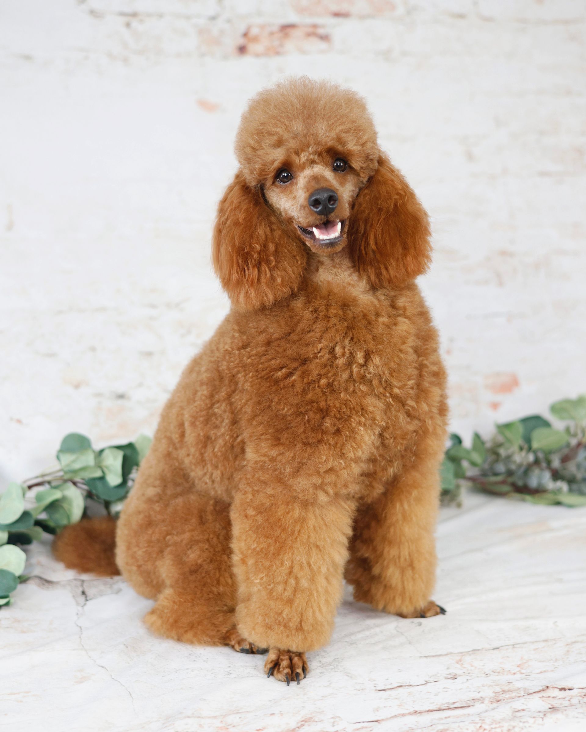 Male miniature red poodle sitting in front of a brick wall