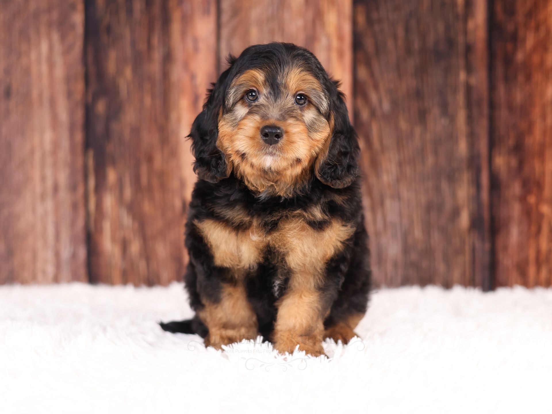 Miniature bernedoodle puppy, ethical dog breeder
