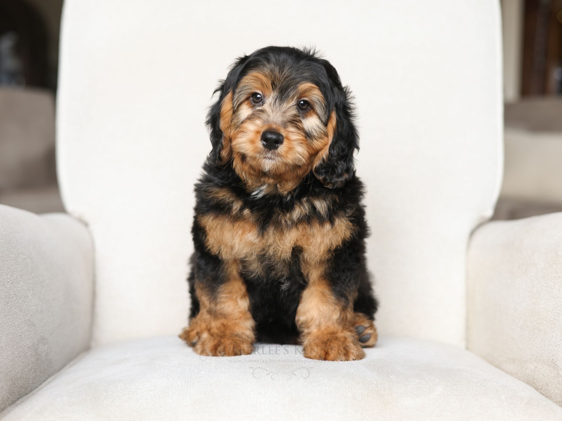 Miniature Bernedoodles puppy, health tested puppy
