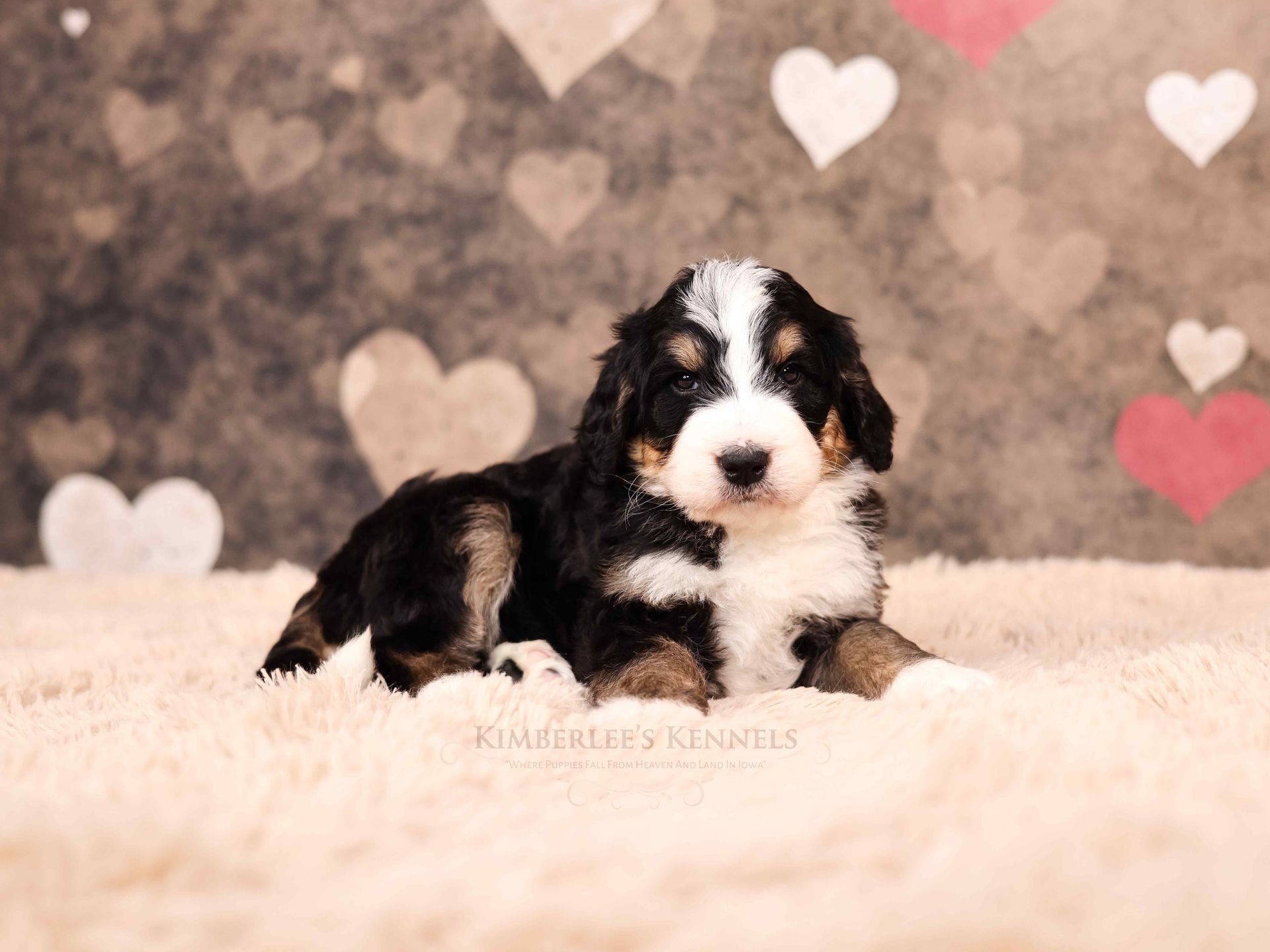 three week old tricolor standard bernedoodle puppy with a valentine's themed background