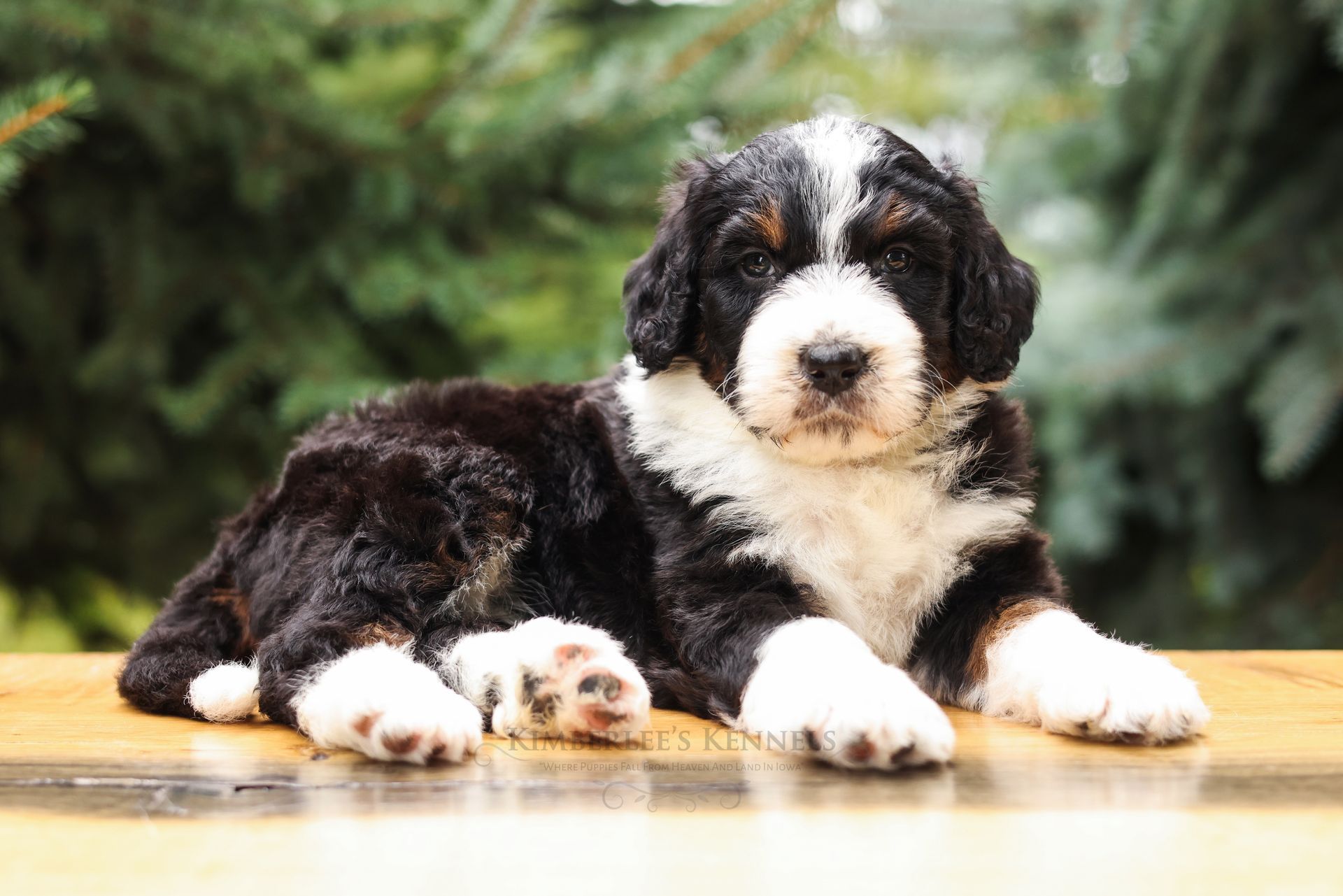 five week old tricolor standard bernedoodle laying outside
