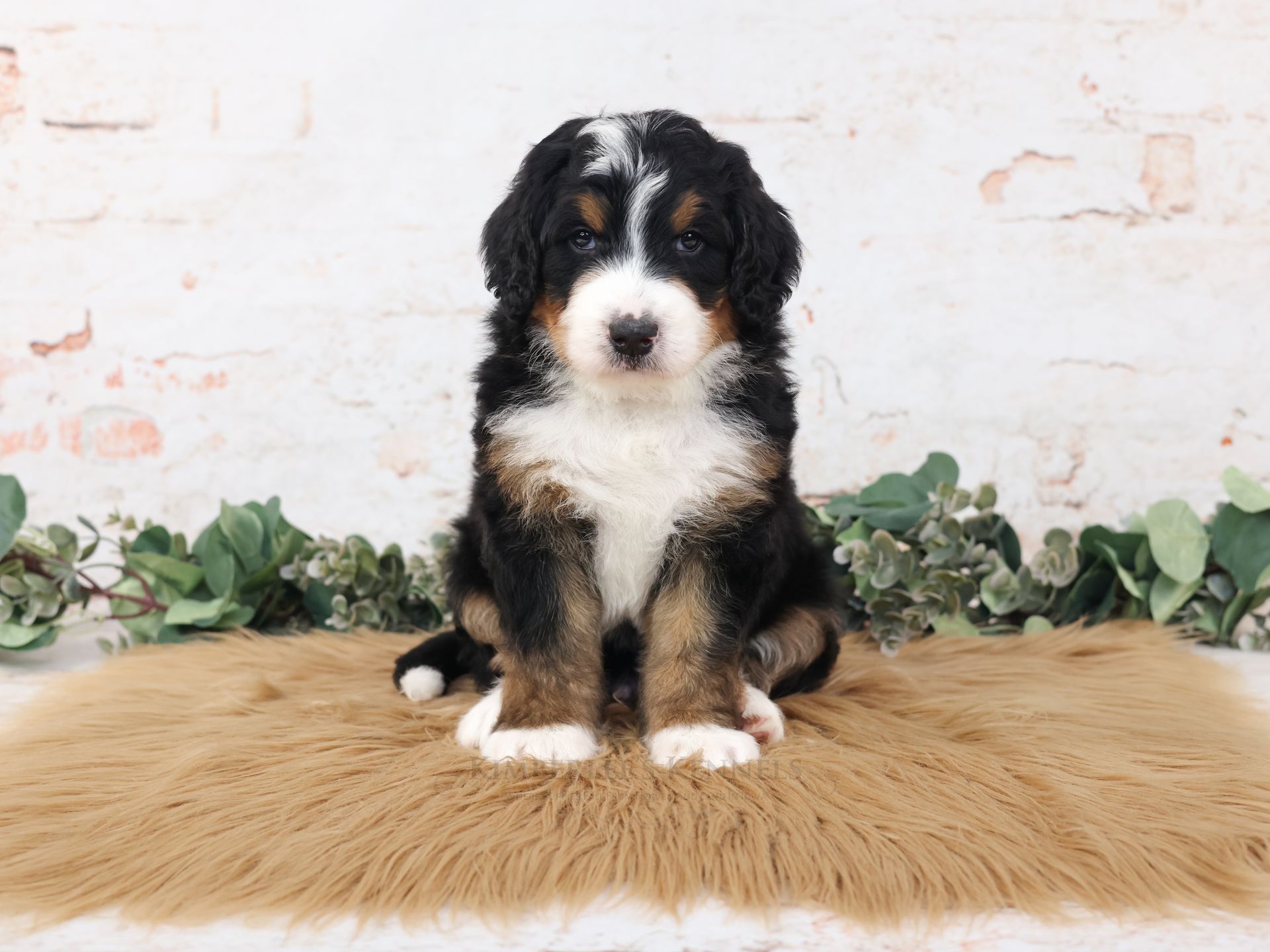 three week old tricolor standard bernedoodle puppy sitting on a brown fluffy rug