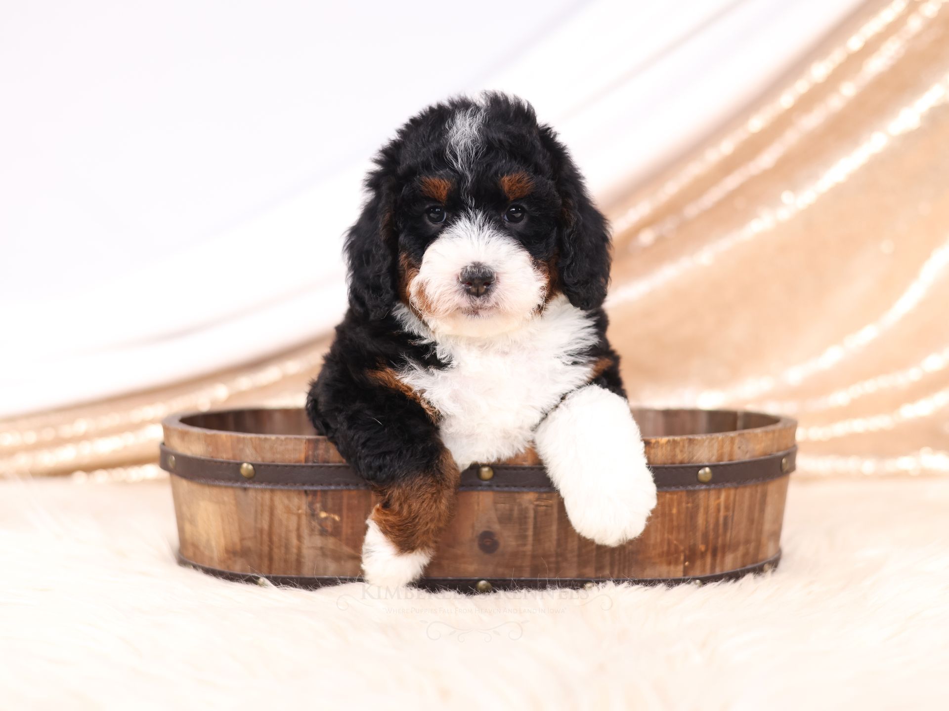 Miniature Bernedoodles puppy, health tested puppy
