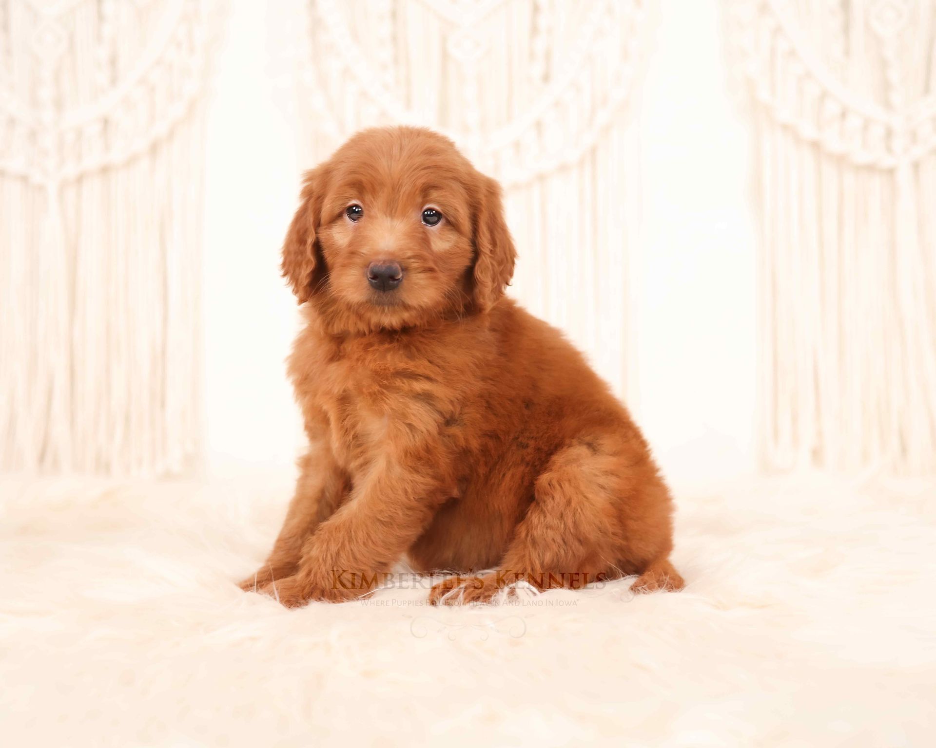 5 week old fluffy goldendoodle puppy with white background