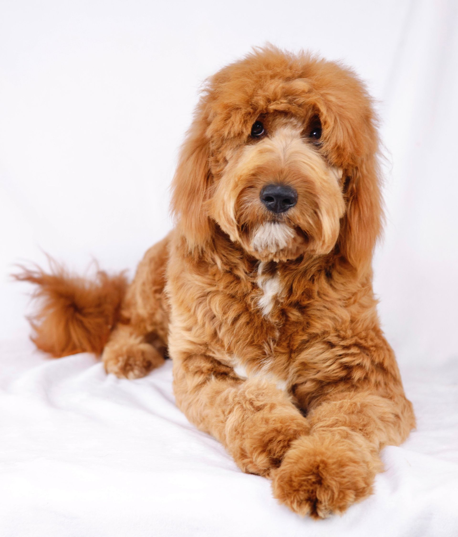 Adult red and white goldendoodle laying on a white background