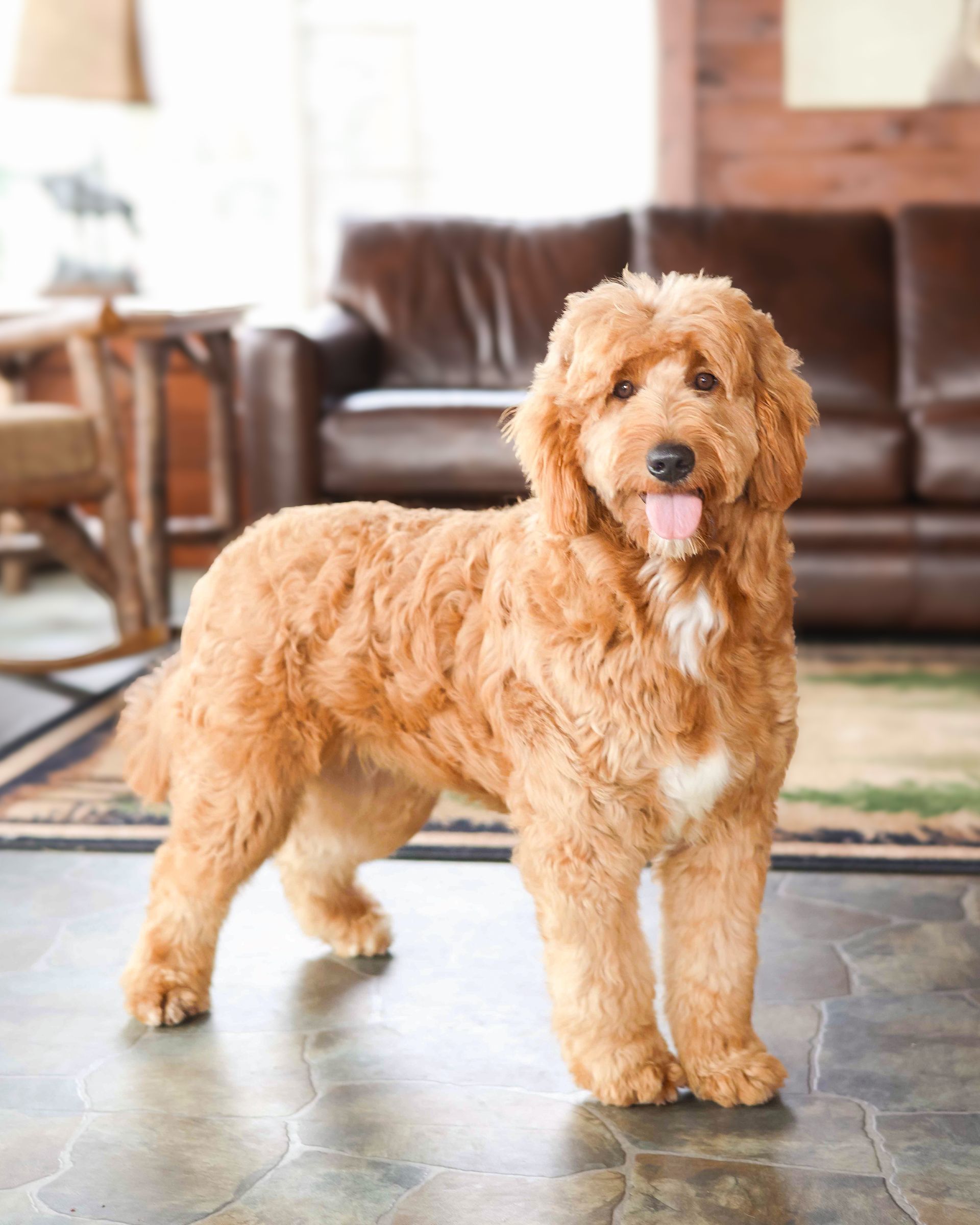 adult goldendoodle with rich golden coat posing in the living room
