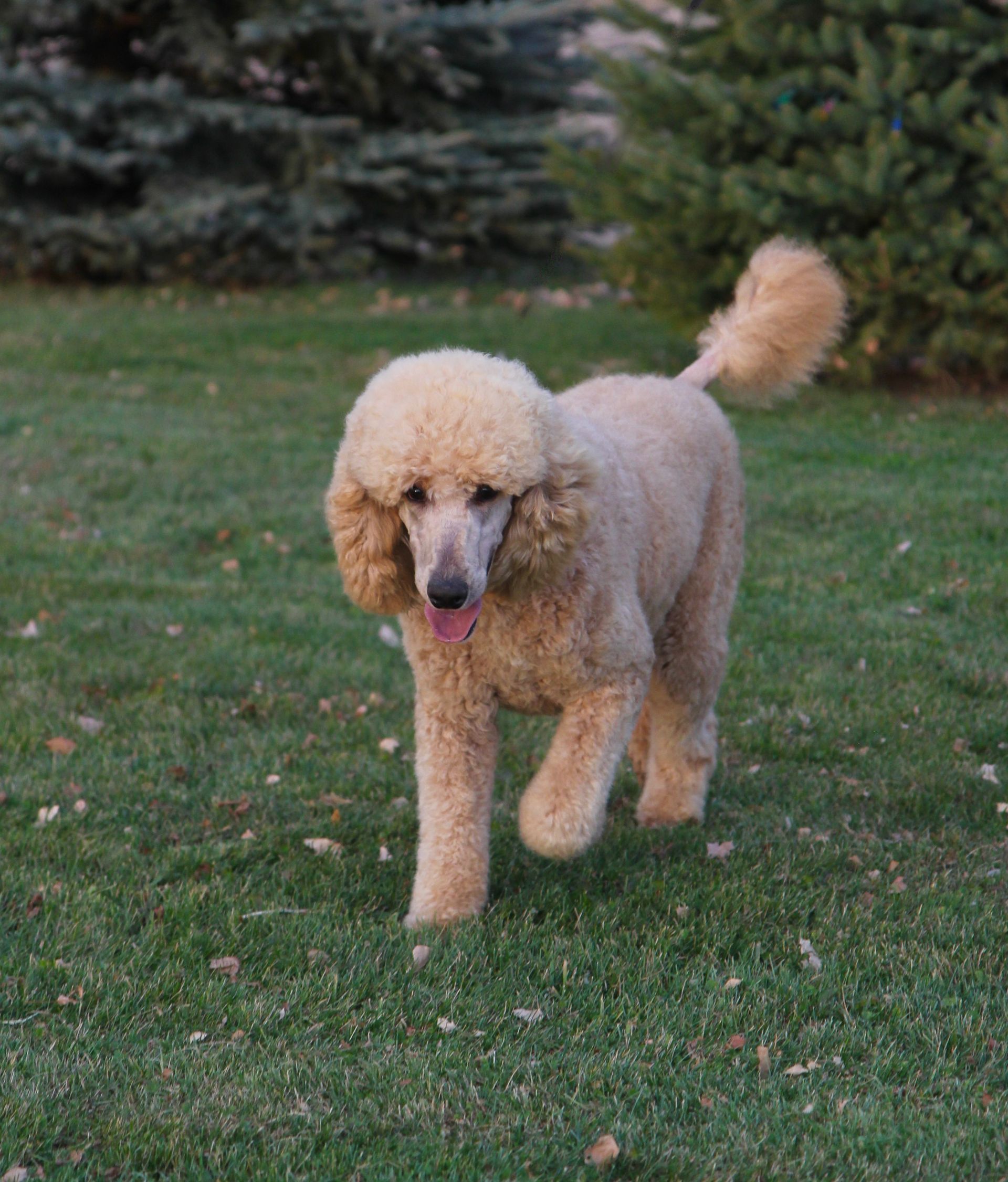 Adult standard poodle running outside